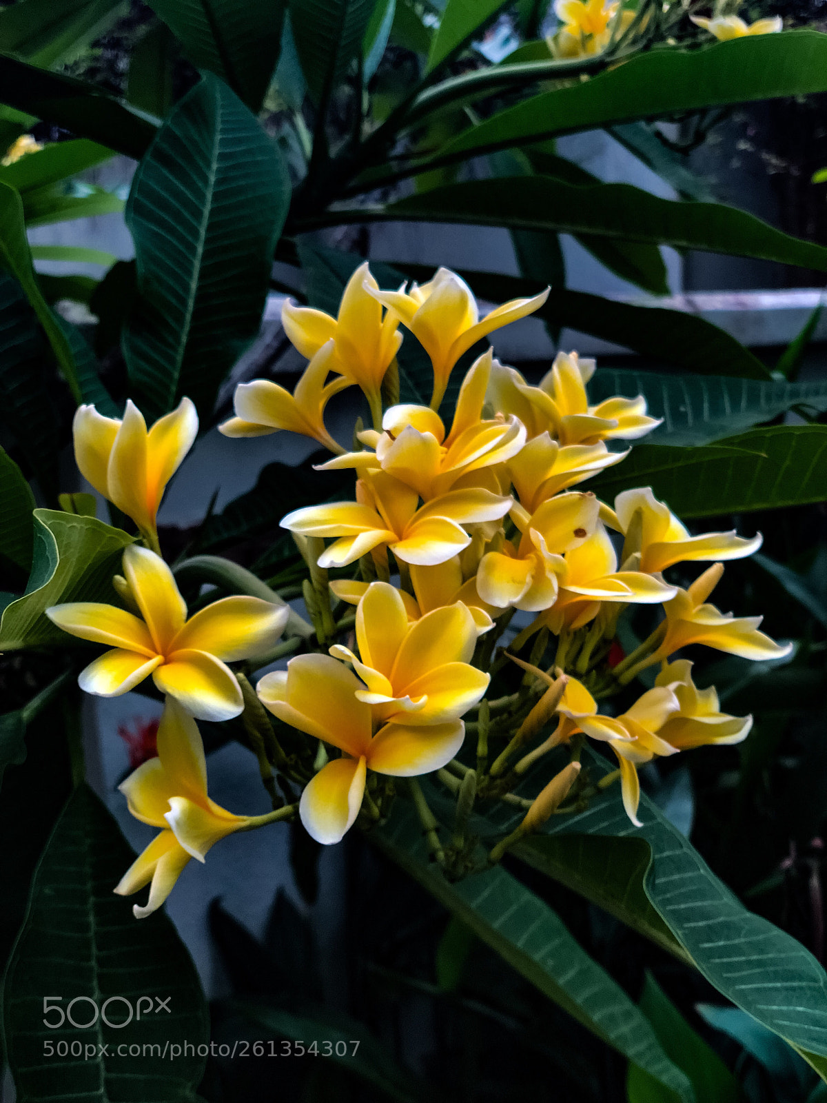 Apple iPhone X sample photo. Frangipani  photography