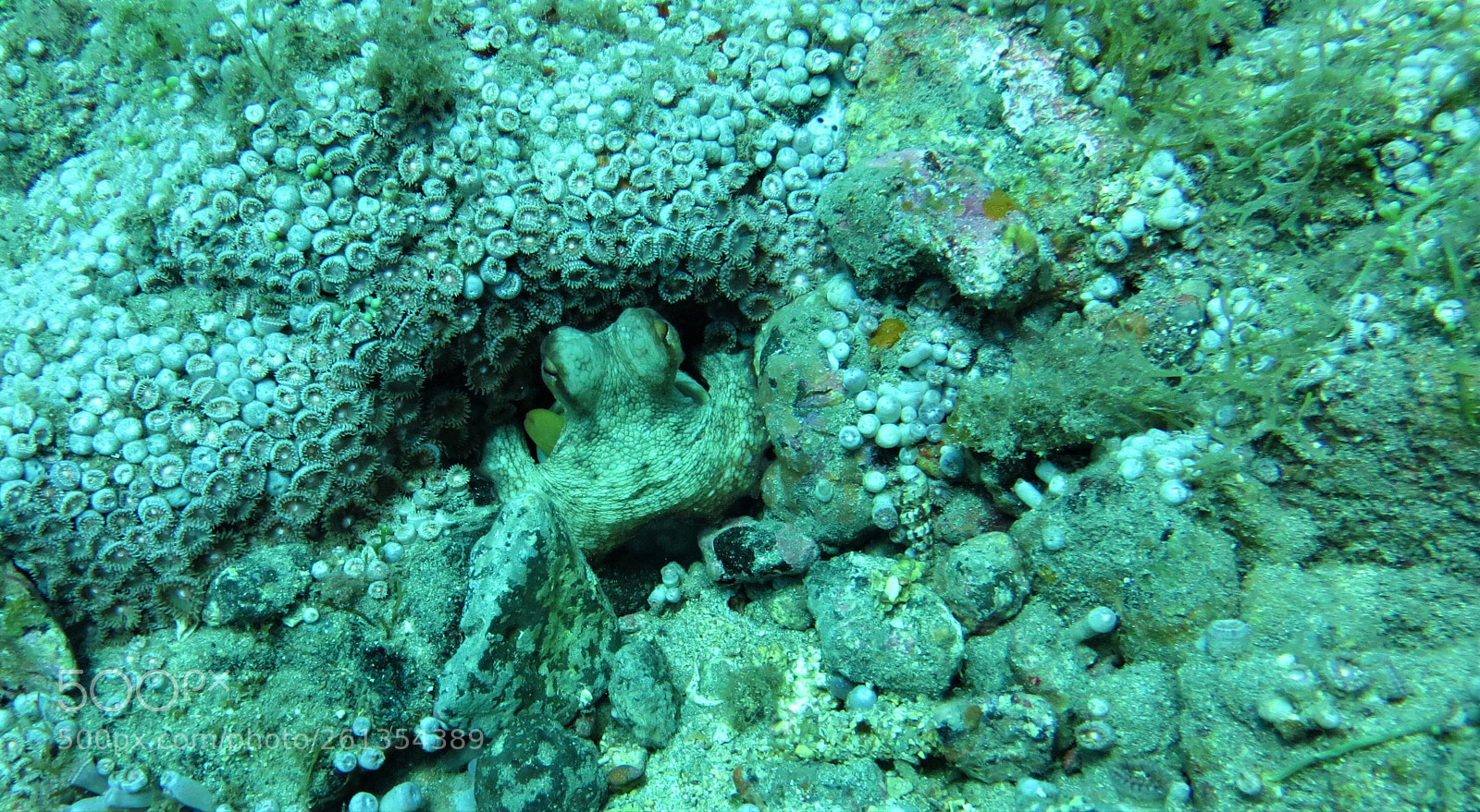 Canon PowerShot SX260 HS sample photo. Octopus photography