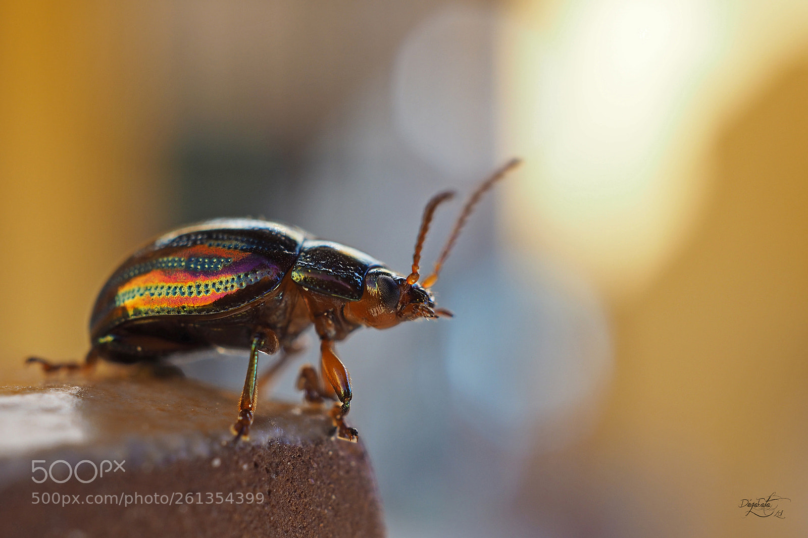 Olympus OM-D E-M10 II sample photo. Escarabajo del romero, chrysolina photography