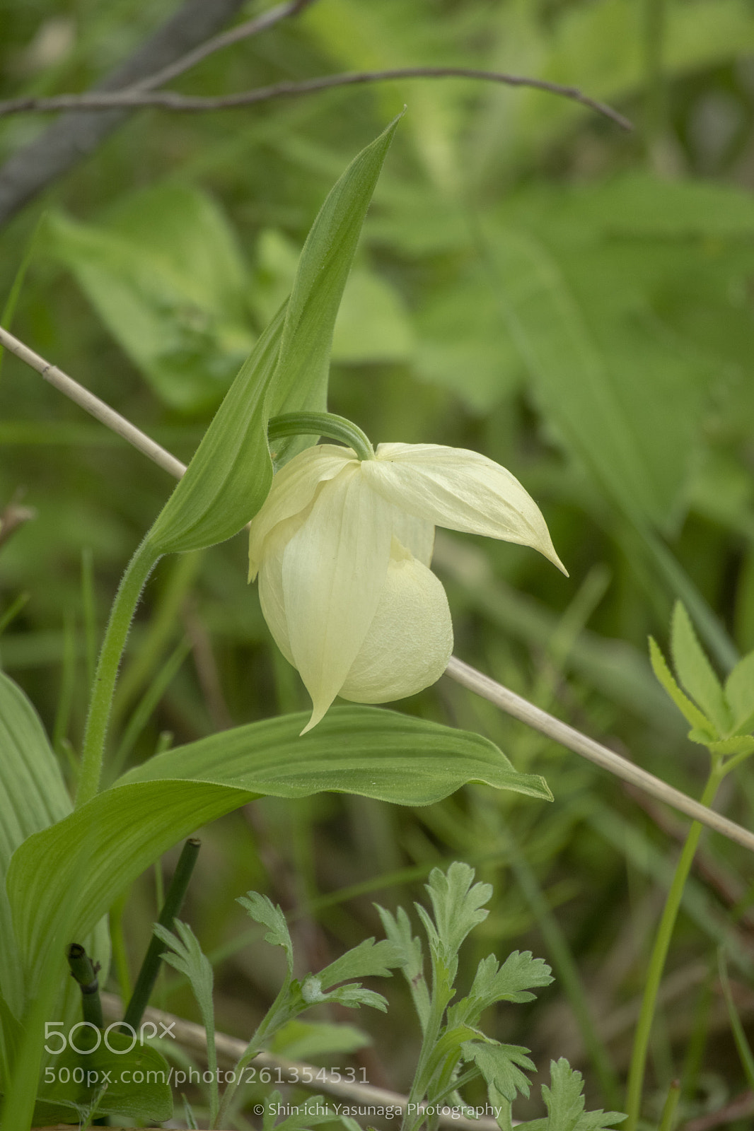 Pentax K-70 sample photo. Flower's profile photography