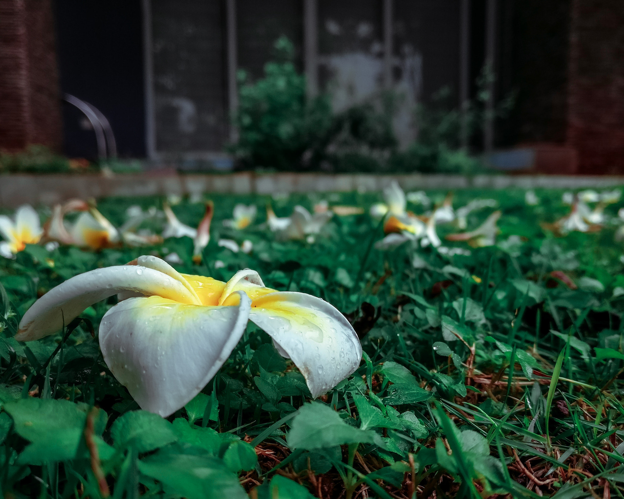 OnePlus A3003 sample photo. Petrichor photography