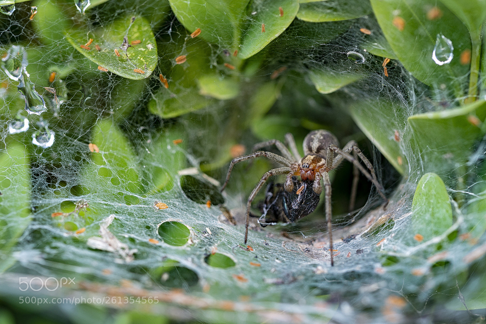 Nikon D610 sample photo. Breakfast time photography