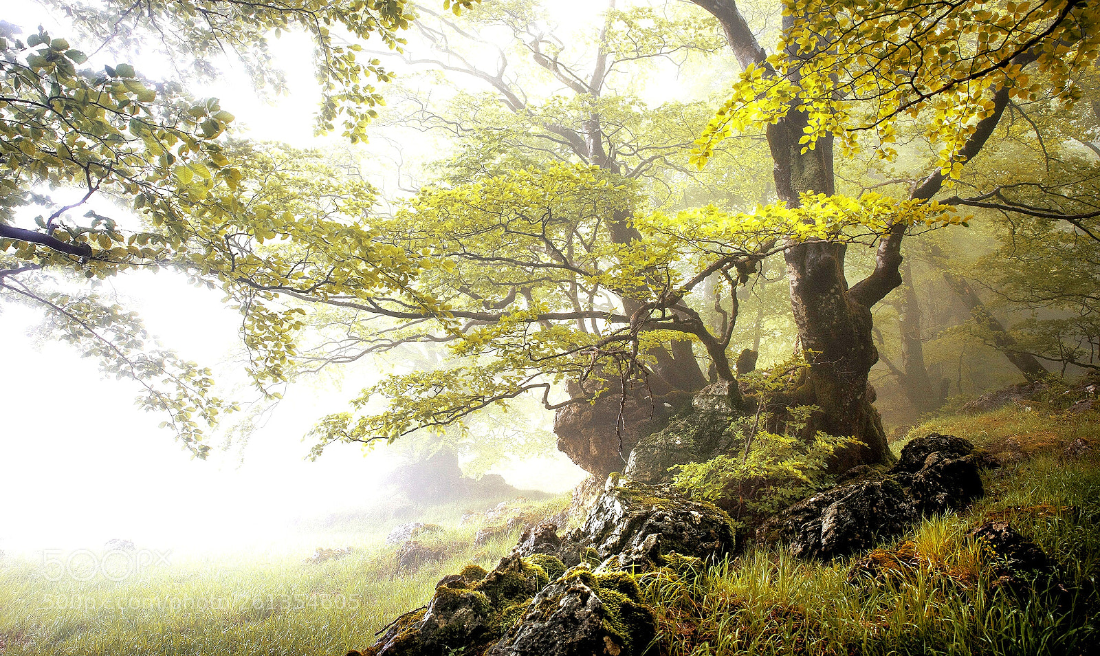 Nikon D810 sample photo. Land of mists photography
