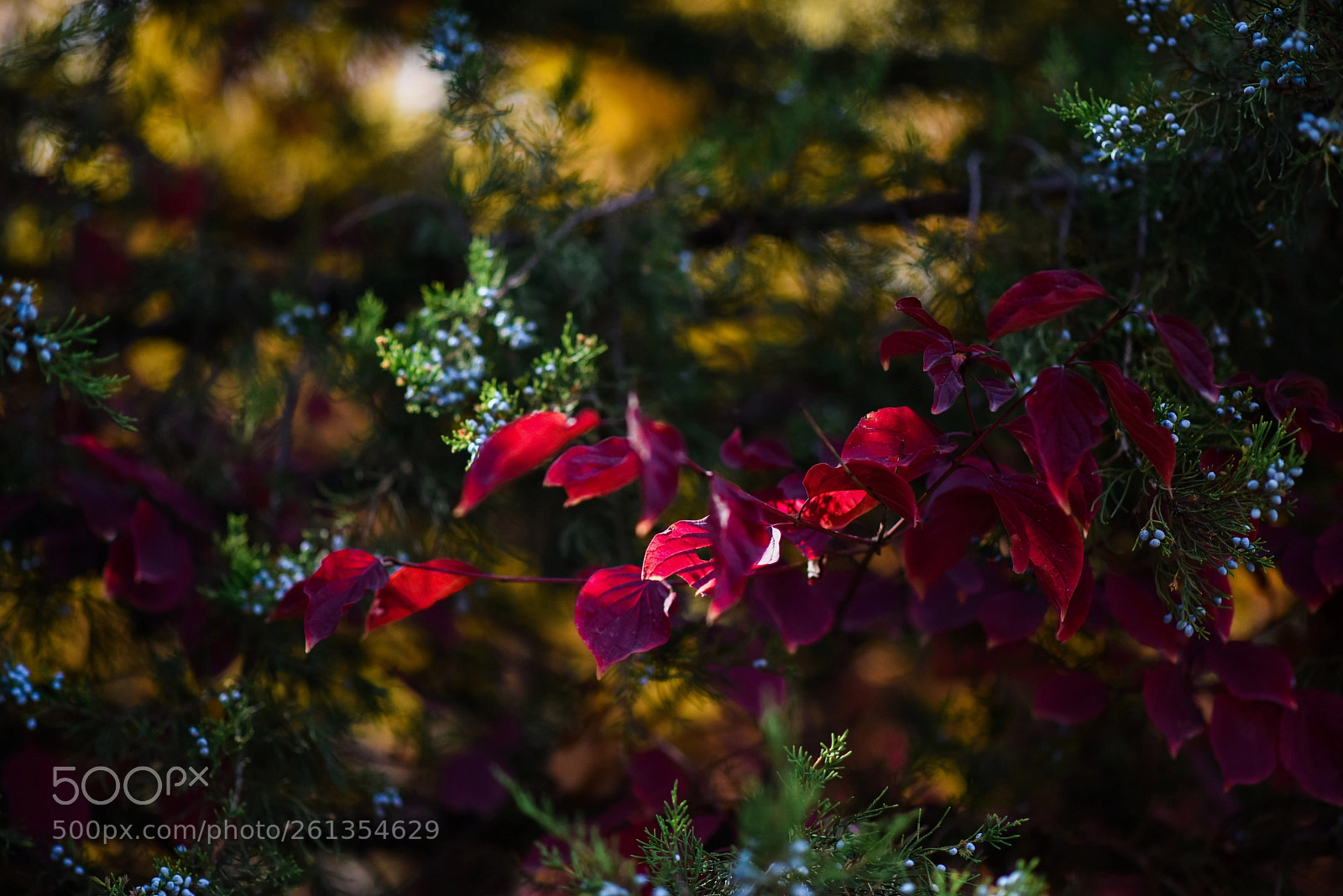 Nikon D810 sample photo. Moody nature photography