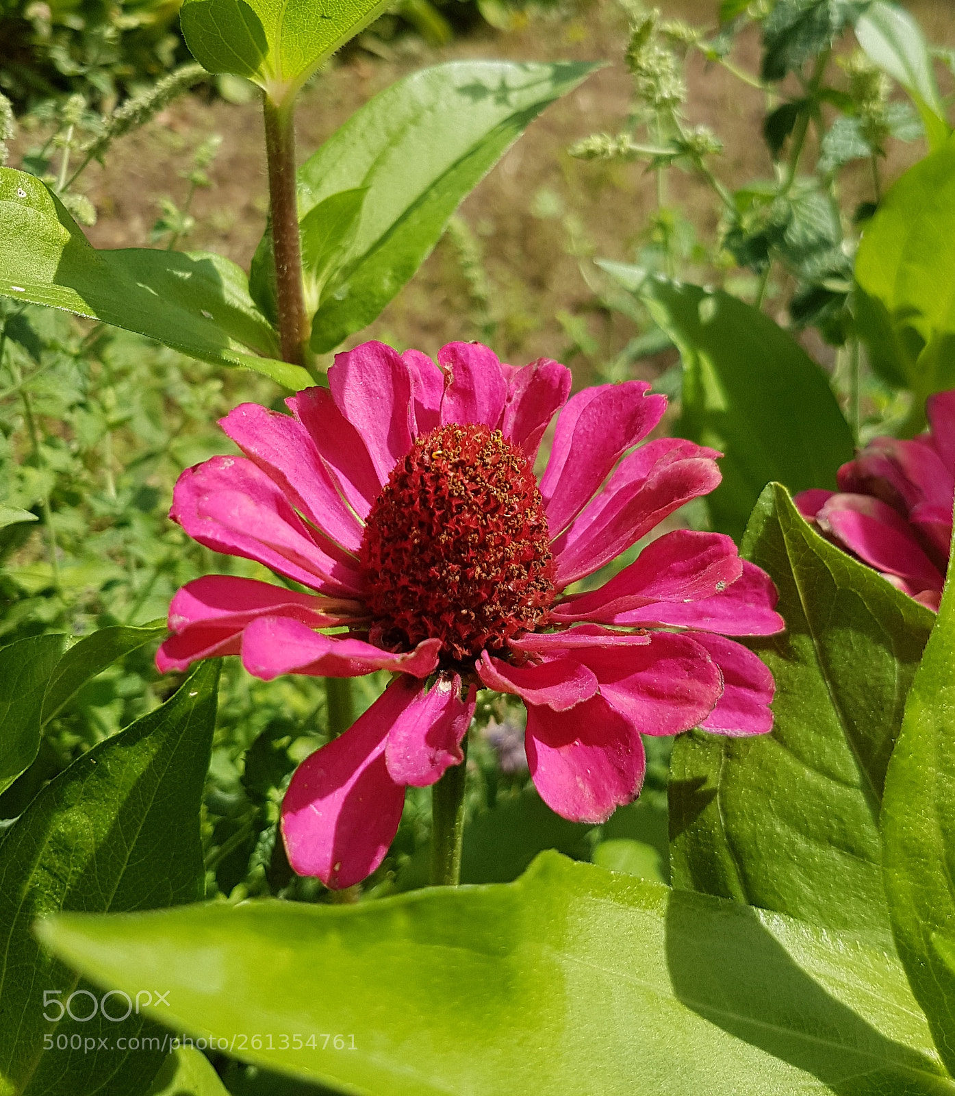 Samsung Galaxy S7 Edge sample photo. Natur pur photography