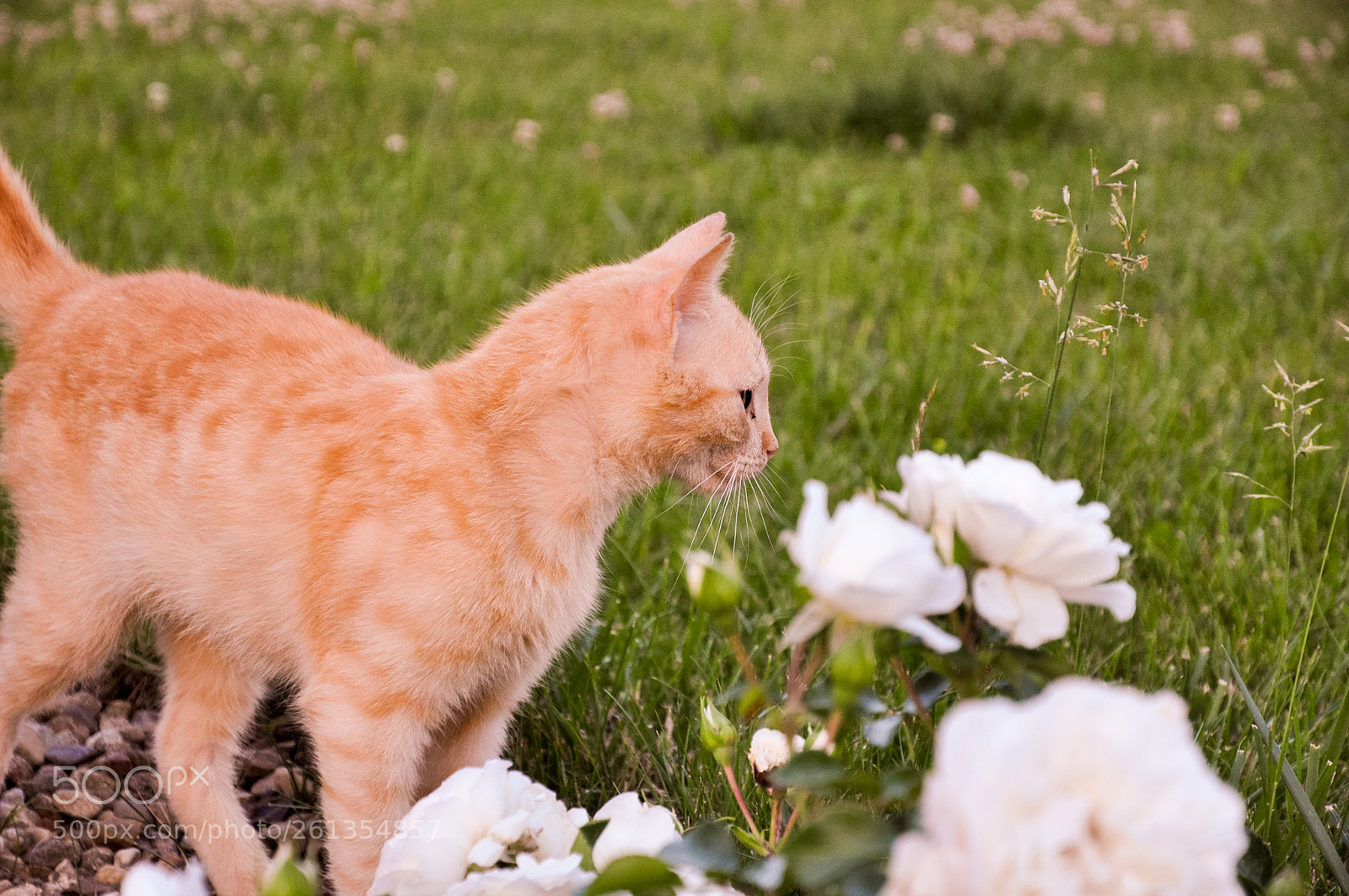 Nikon D90 sample photo. Ginger in roses photography
