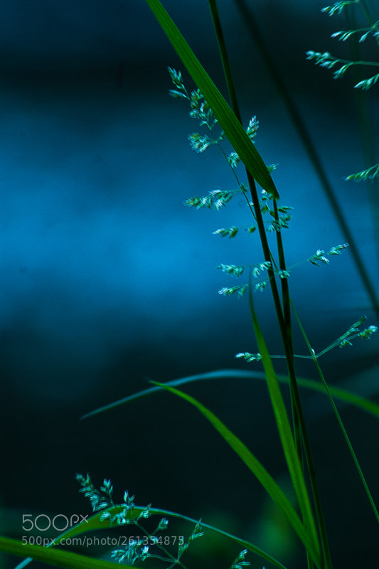 Nikon D70 sample photo. Blue sheen photography