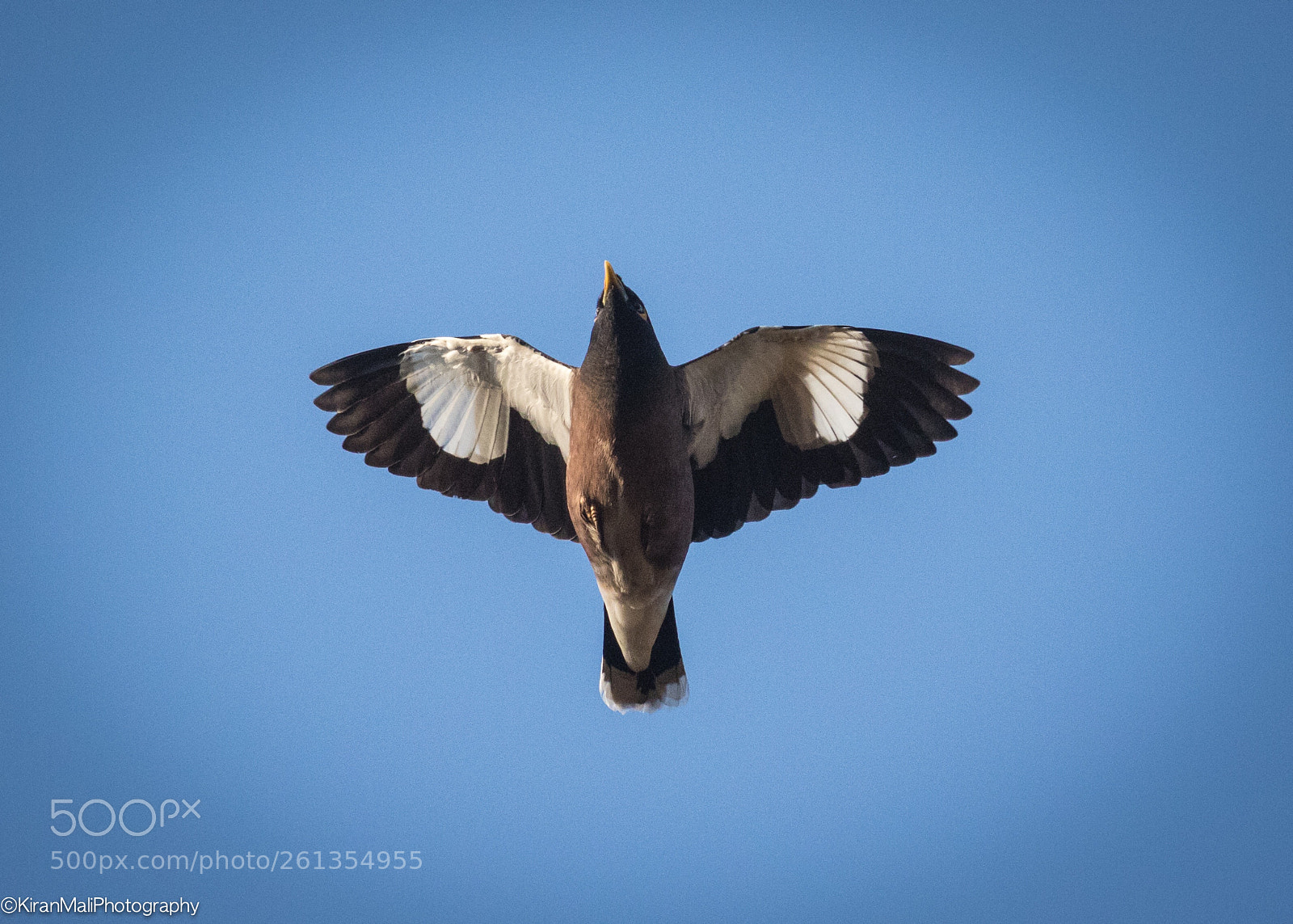 Canon EOS 7D Mark II sample photo. Myna in flight photography