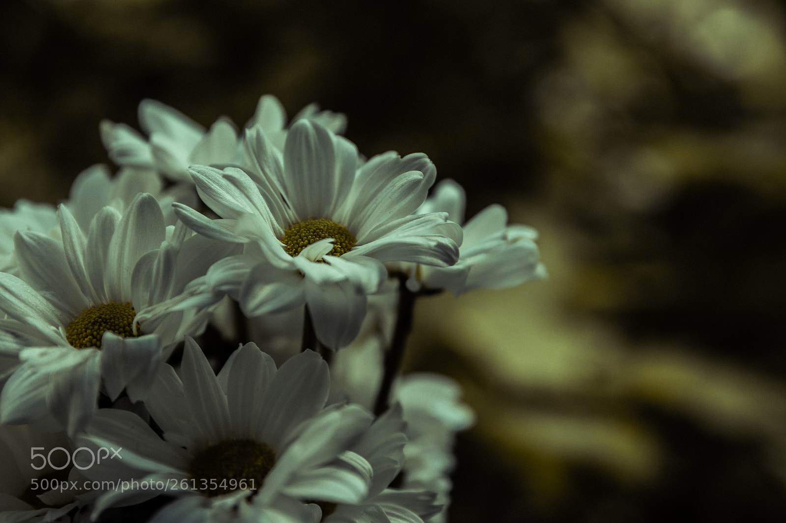 Canon EOS 6D sample photo. Chrysanthemum photography