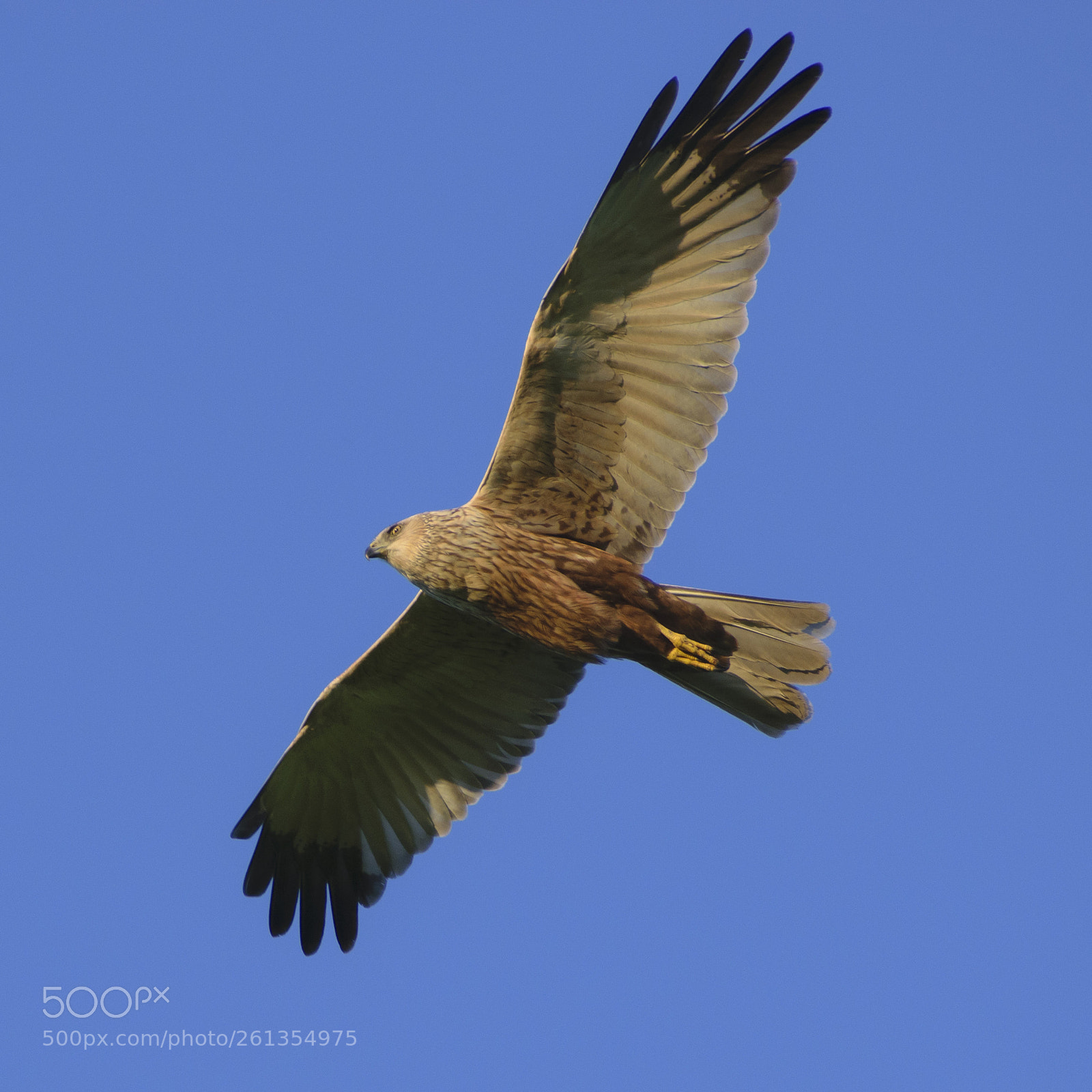 Nikon D5300 sample photo. Marsh harrier photography