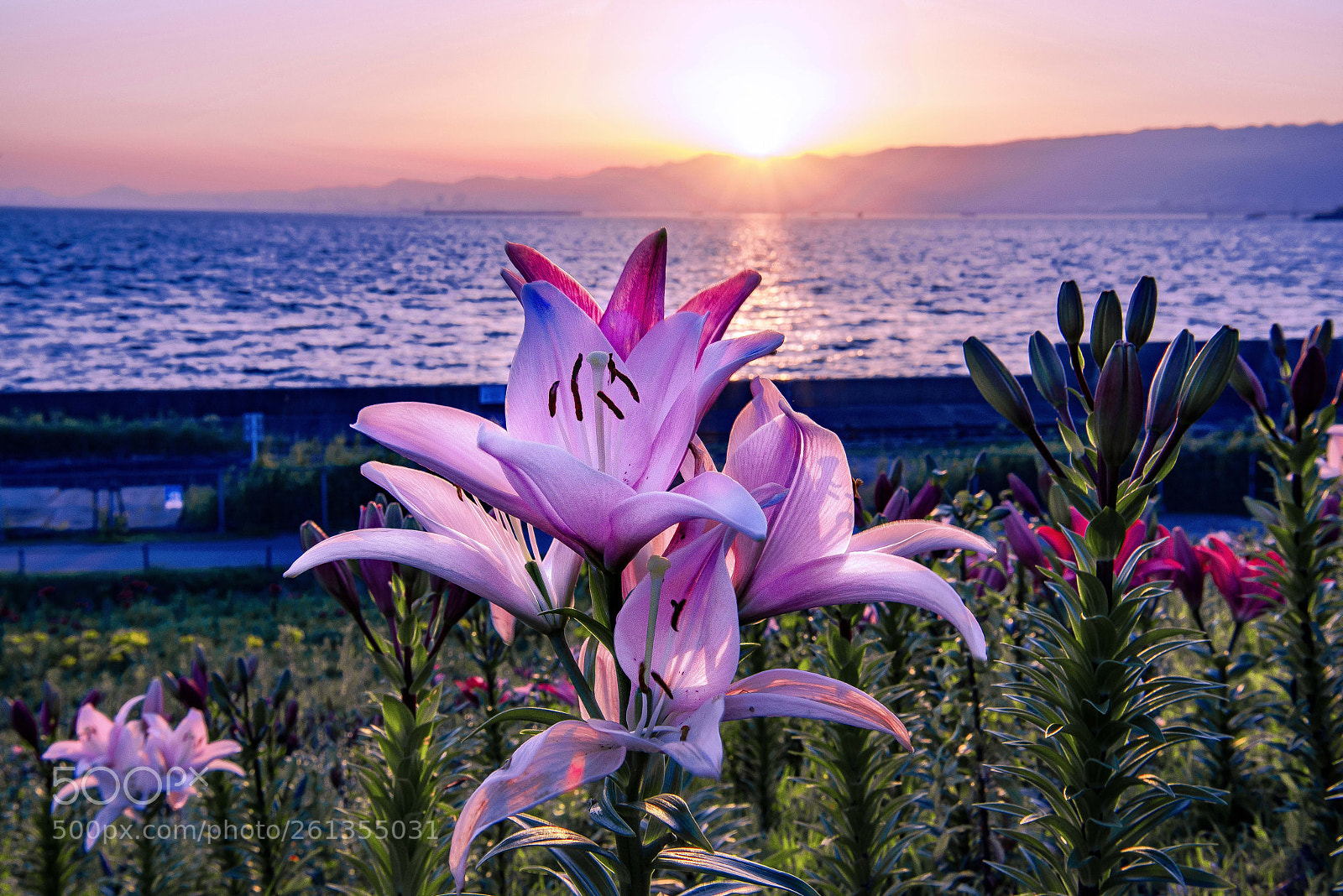 Nikon D800E sample photo. Evening scenery and lily photography