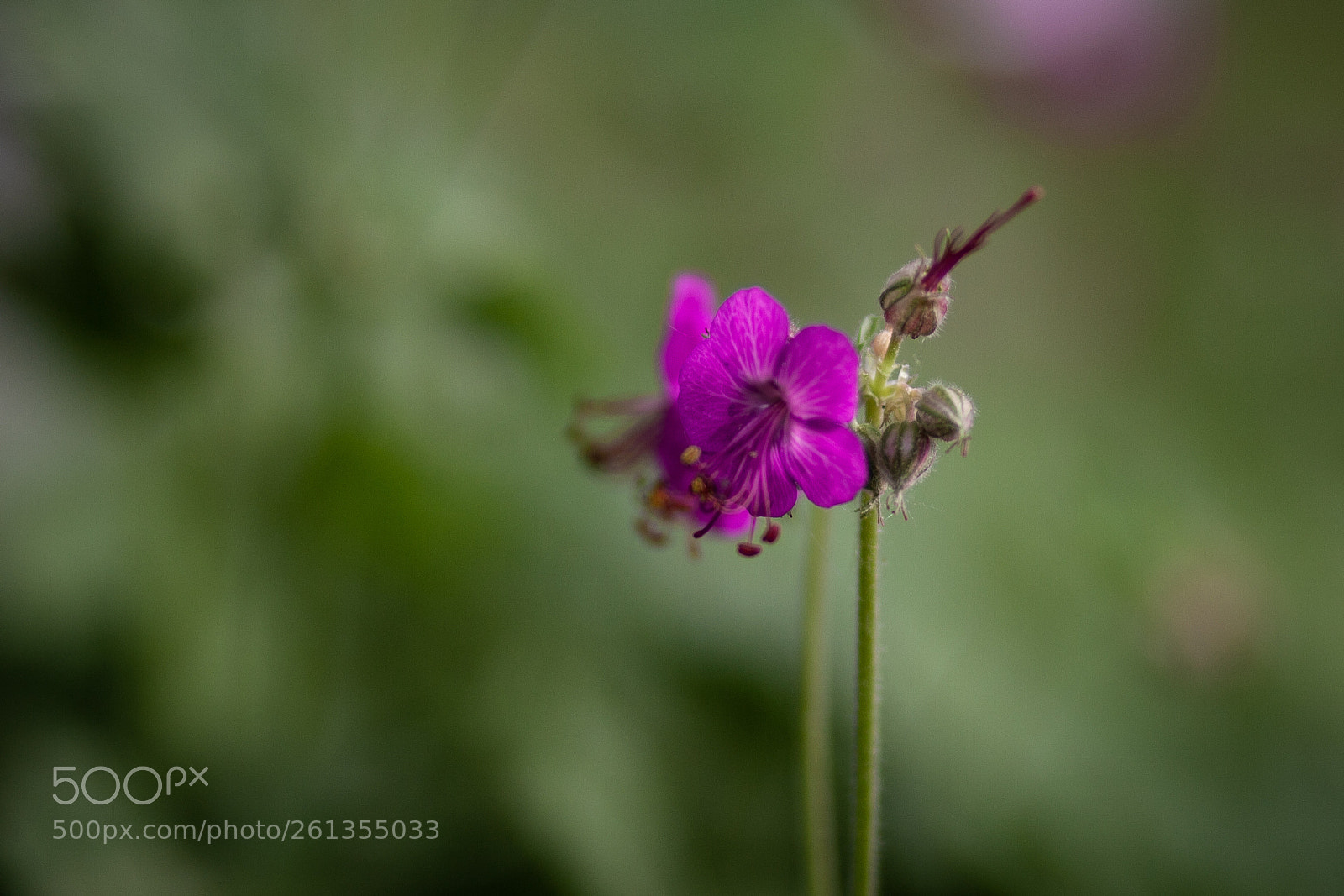 Canon EOS 30D sample photo. Cranesbill photography