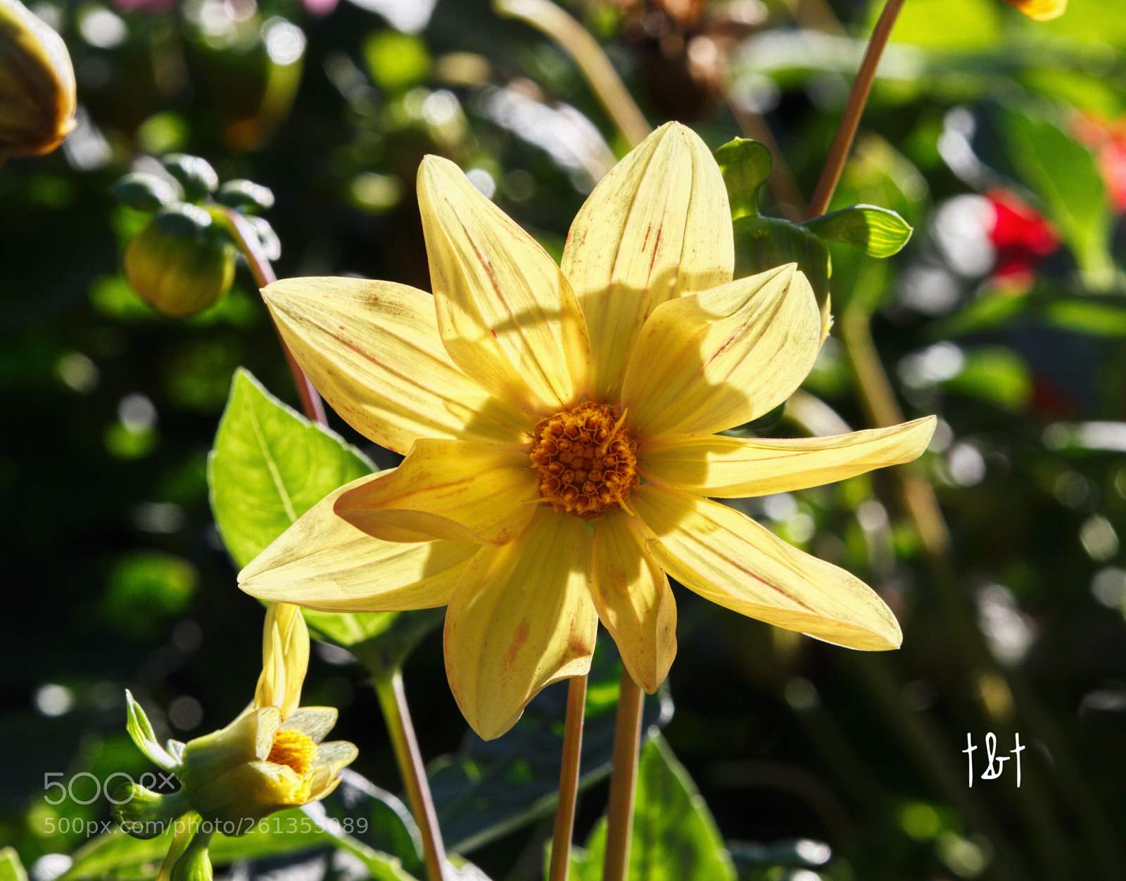 Canon EOS 7D sample photo. Untitled photography