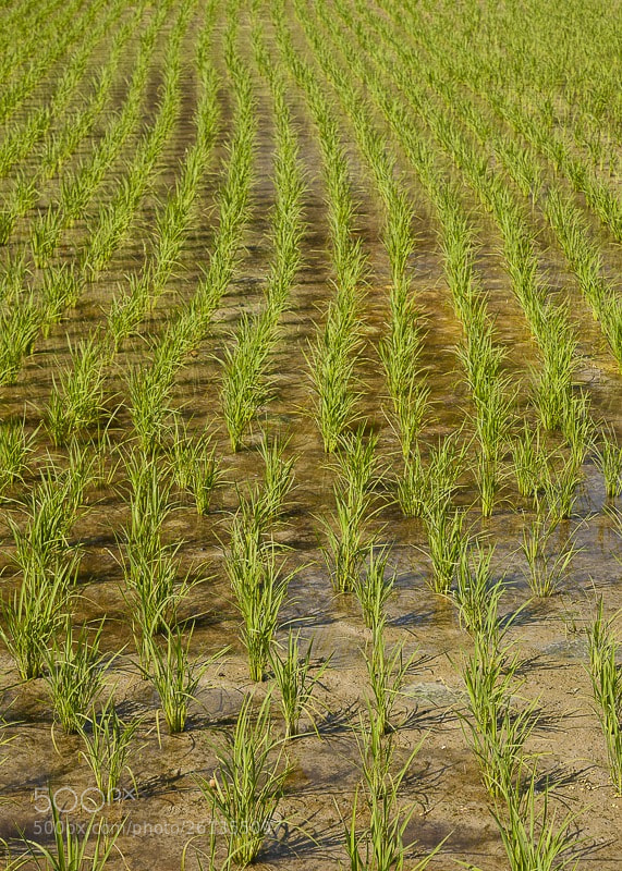 Canon EOS 5D Mark II sample photo. Rice field photography