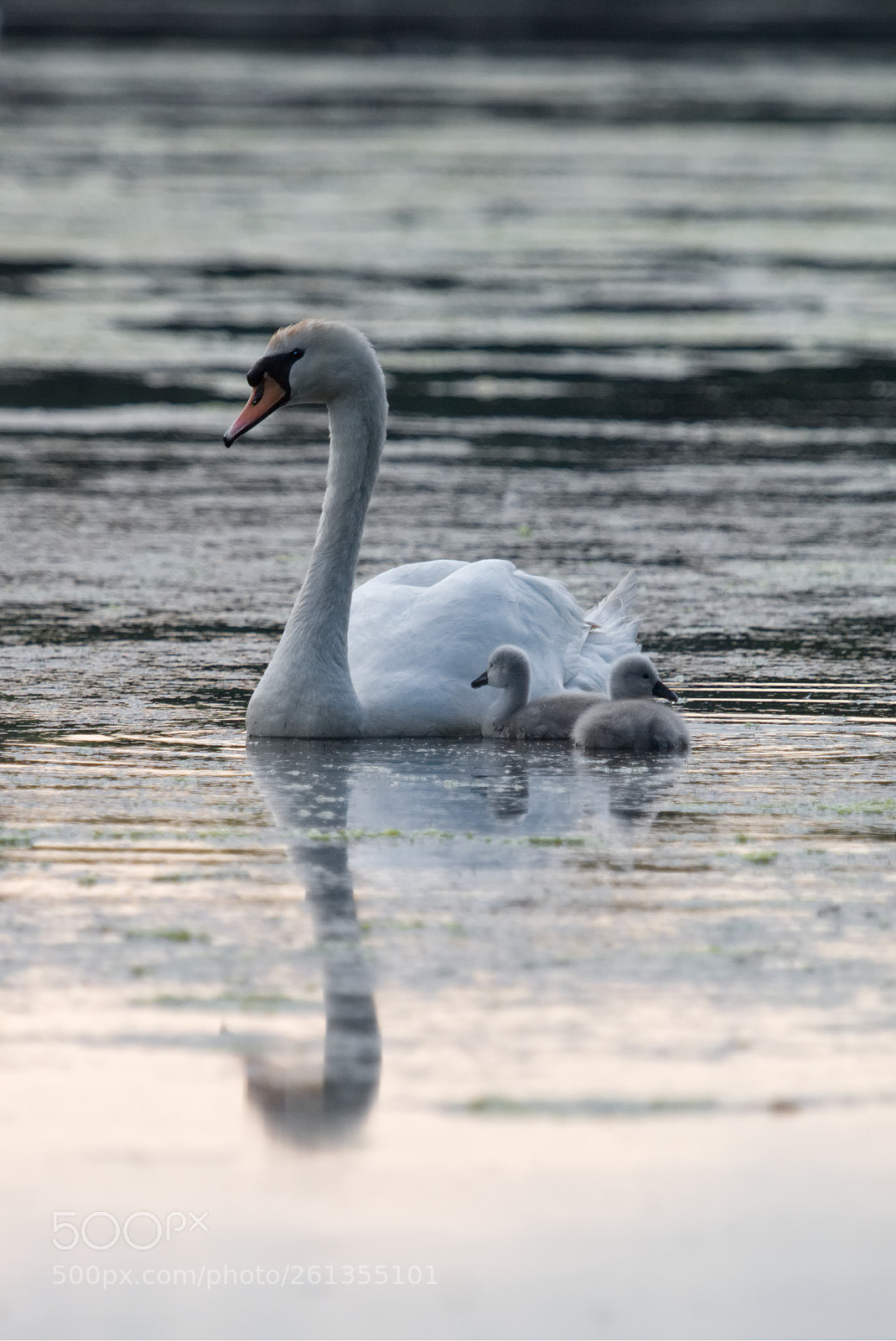 Canon EOS 70D sample photo. Sunset swans photography