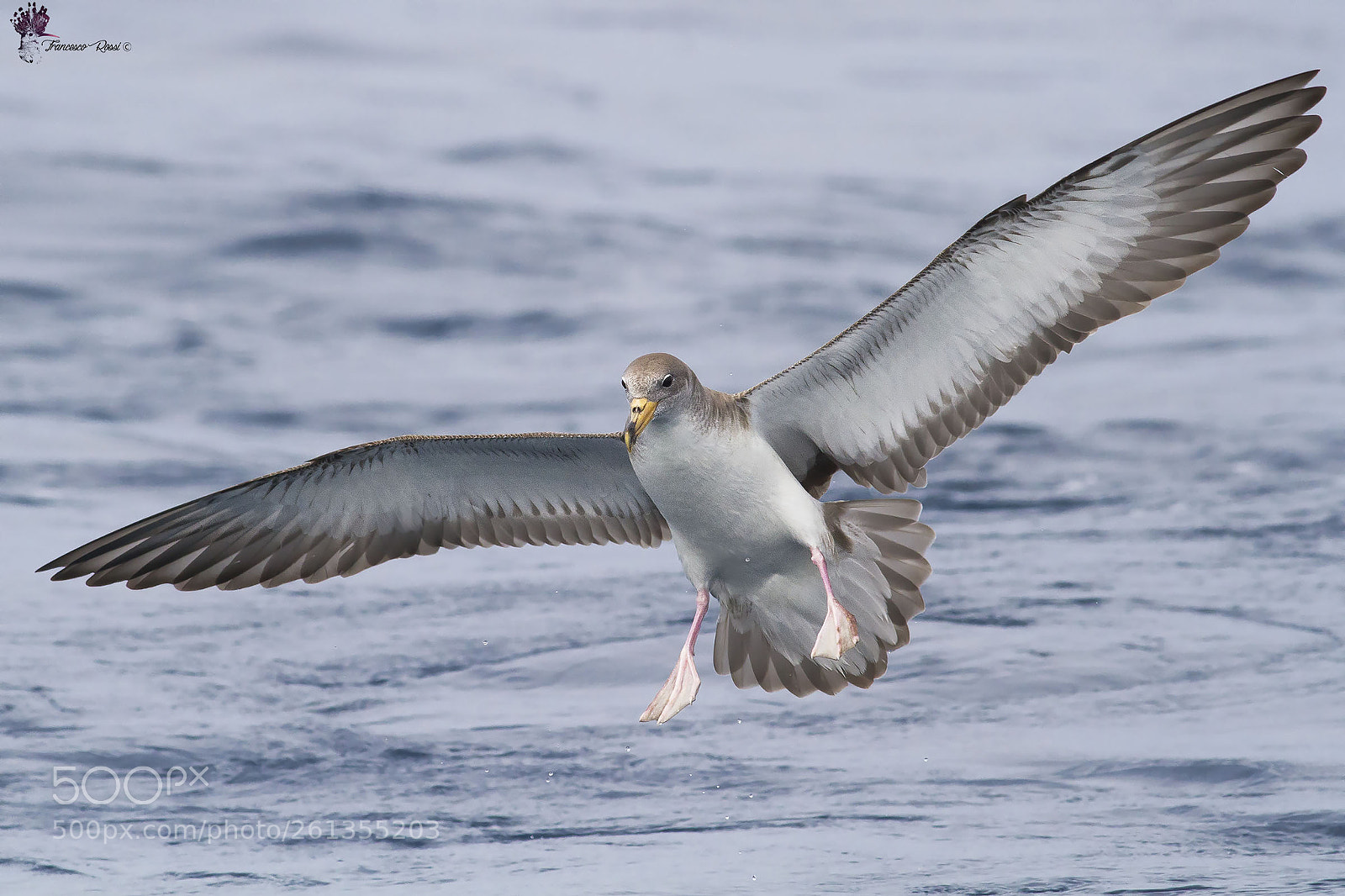 Canon EOS 7D sample photo. Scopoli's shearwater, berta maggiore photography