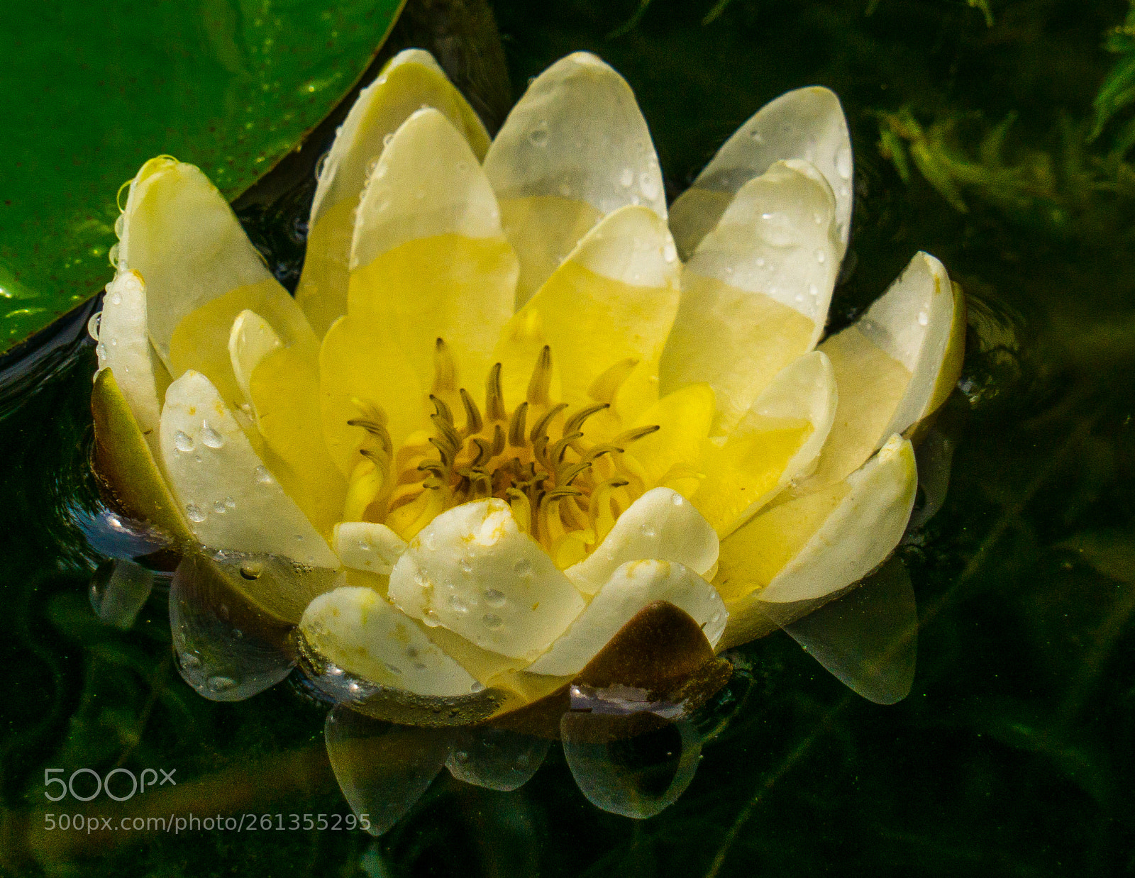 Sony a6000 sample photo. Seerose photography