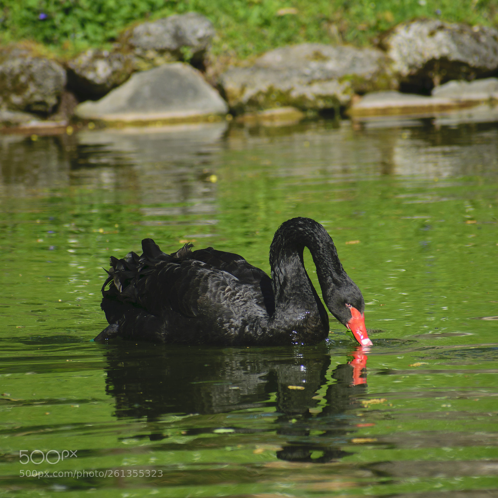 Nikon D5300 sample photo. Black swan photography