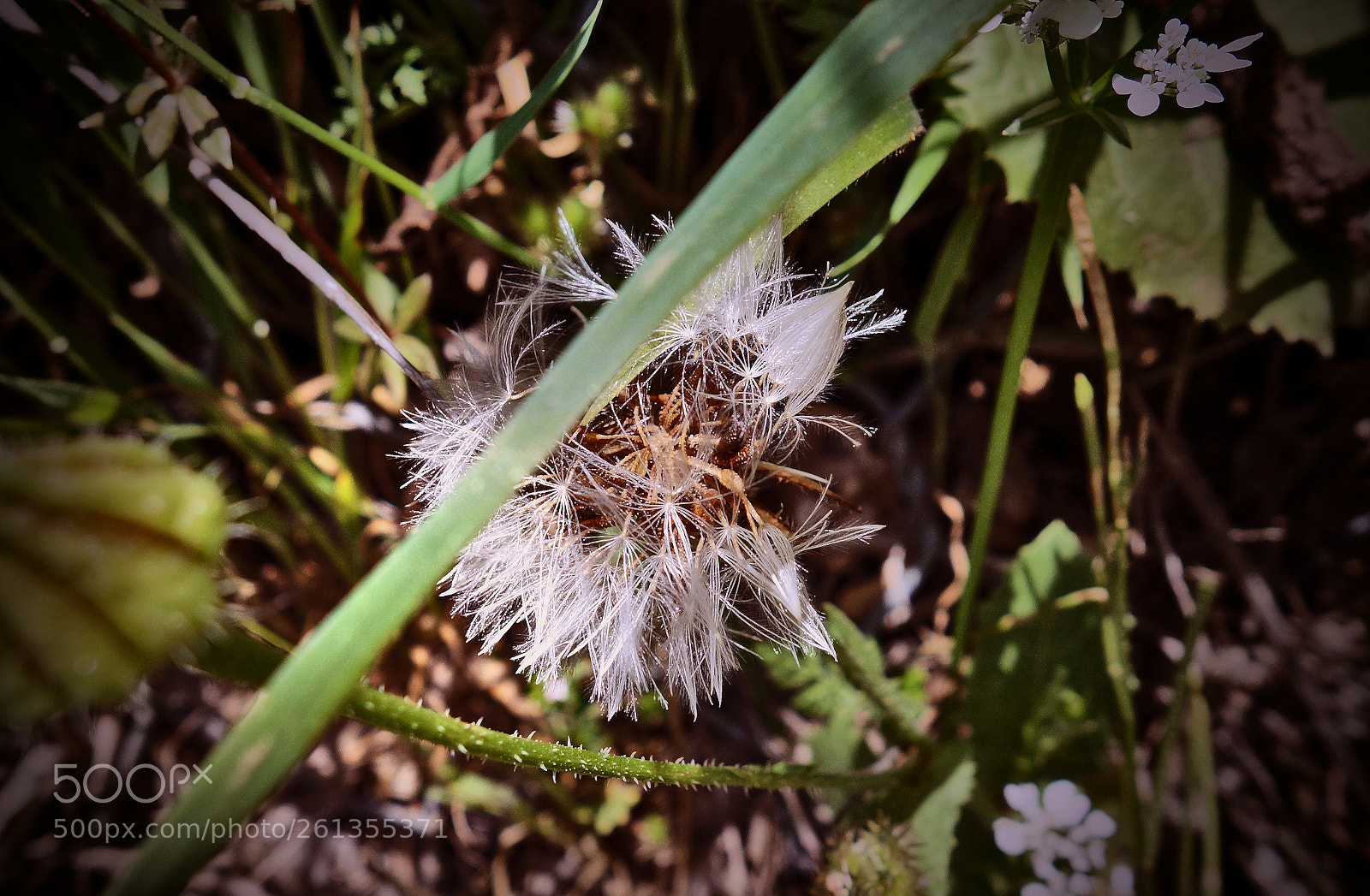 Sony Cyber-shot DSC-RX100 sample photo. Copia photography