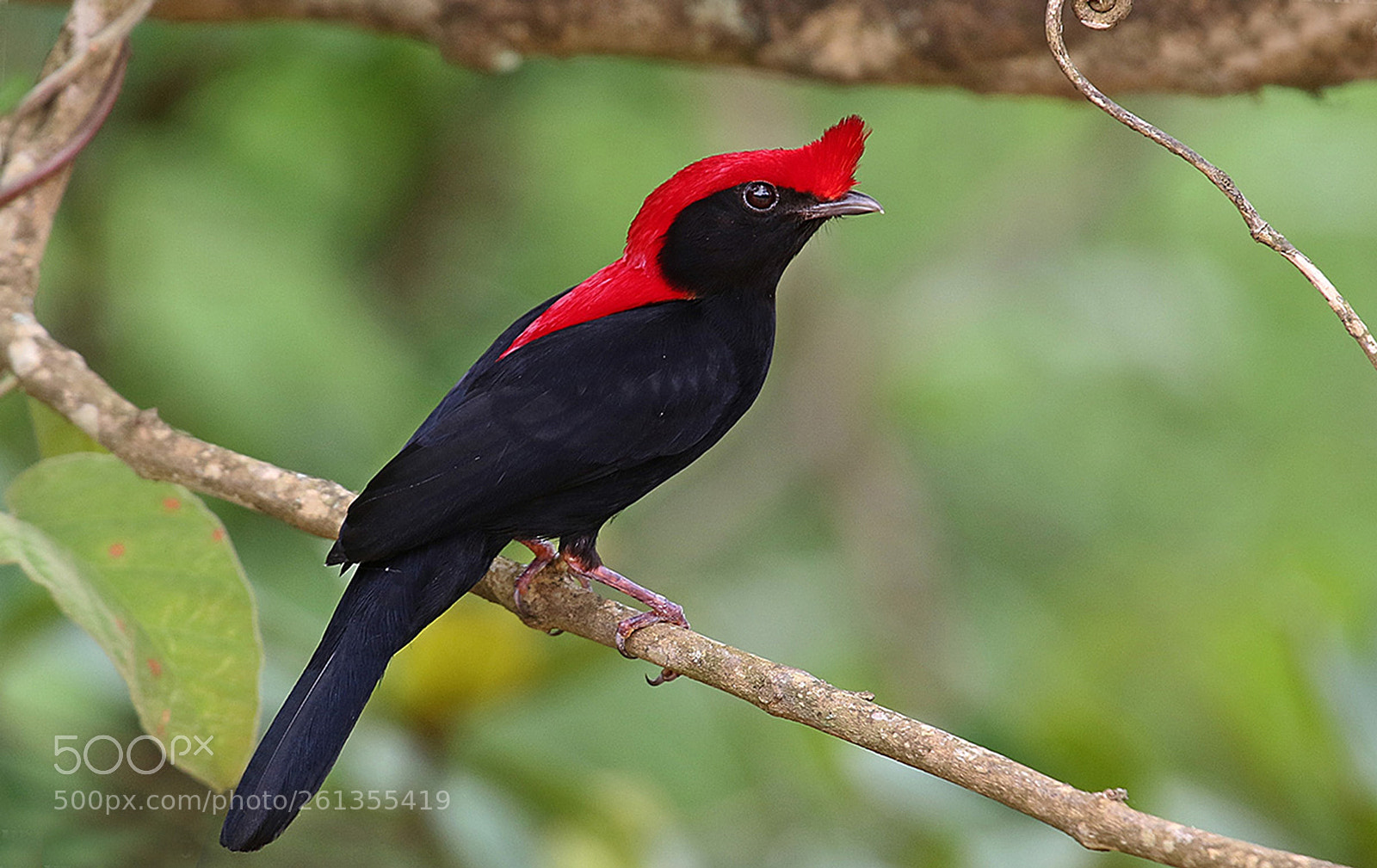 Canon EOS 7D Mark II sample photo. Soldadinho photography