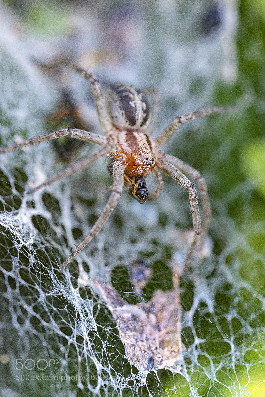 Nikon D610 sample photo. I'm bringing dinner photography