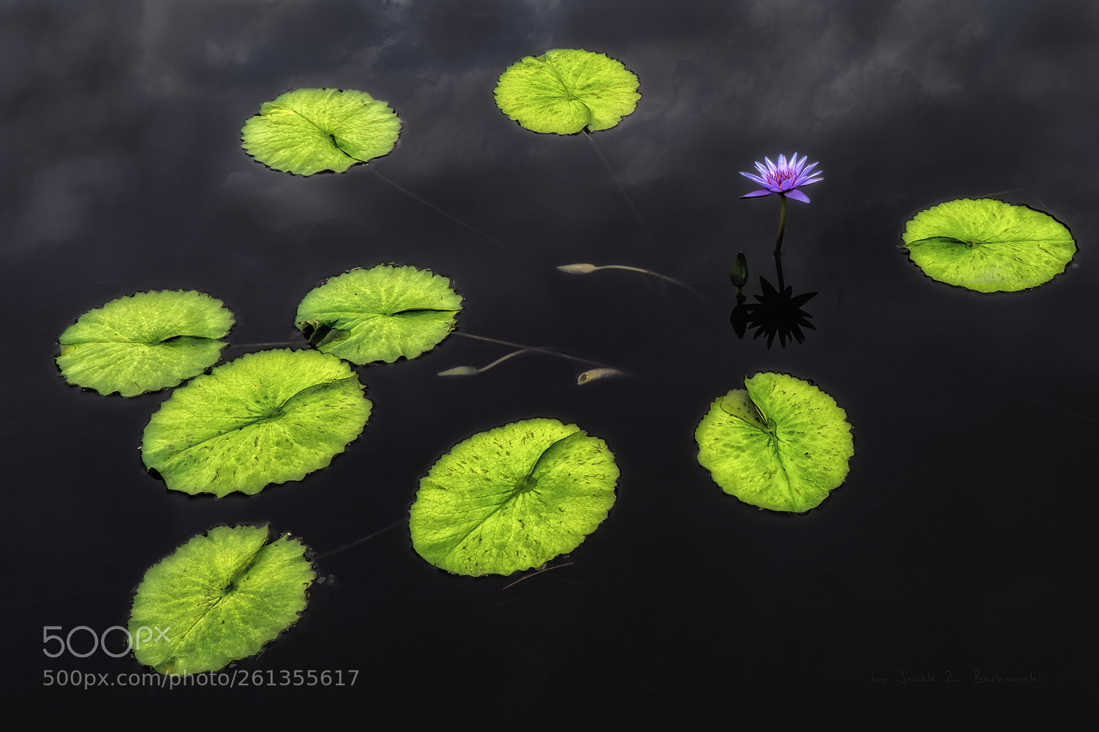 Sony a7R II sample photo. Water lily, - longwood photography