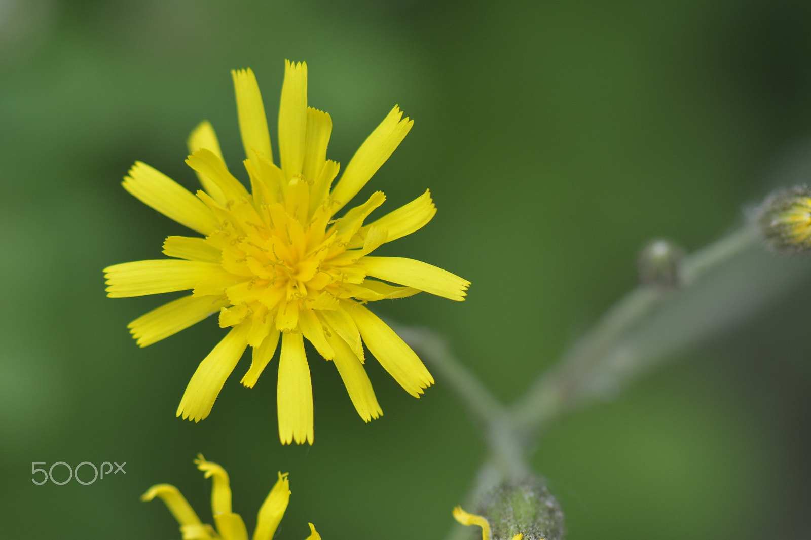 Nikon D7100 + Nikon AF-S Micro-Nikkor 105mm F2.8G IF-ED VR sample photo. A macro of a  yellow flower. photography