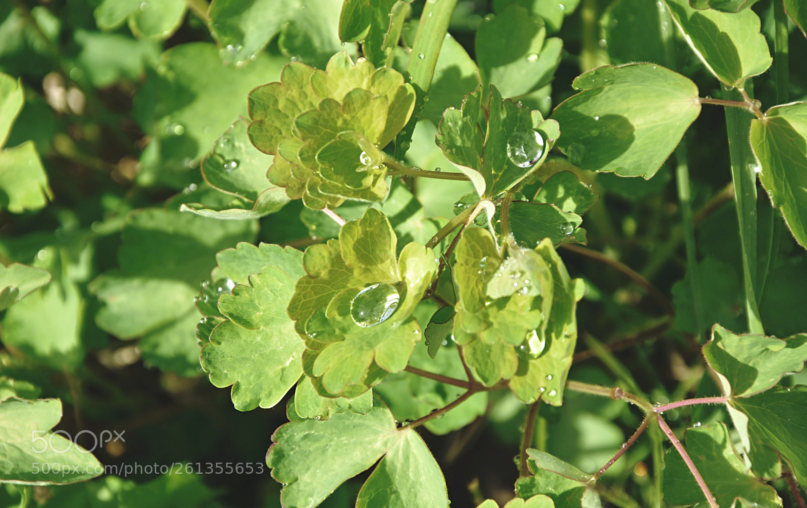 Nikon D7200 sample photo. Rainy sun photography