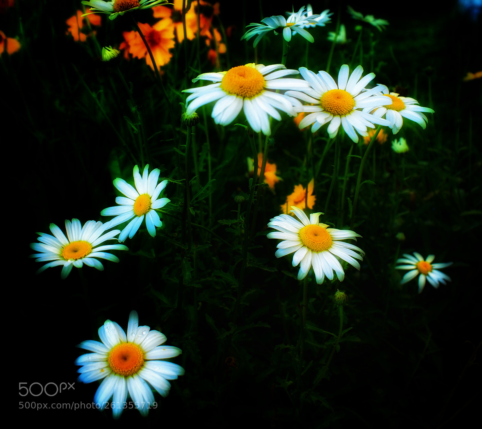 Nikon D5300 sample photo. Smile photography