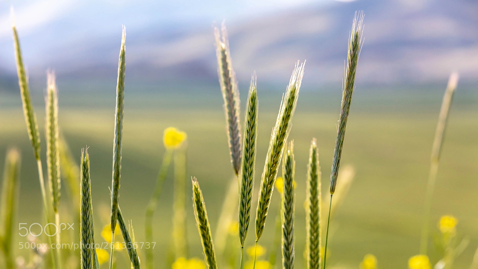 Canon EOS 5DS R sample photo. 5dr_8911-1-2.jpg photography