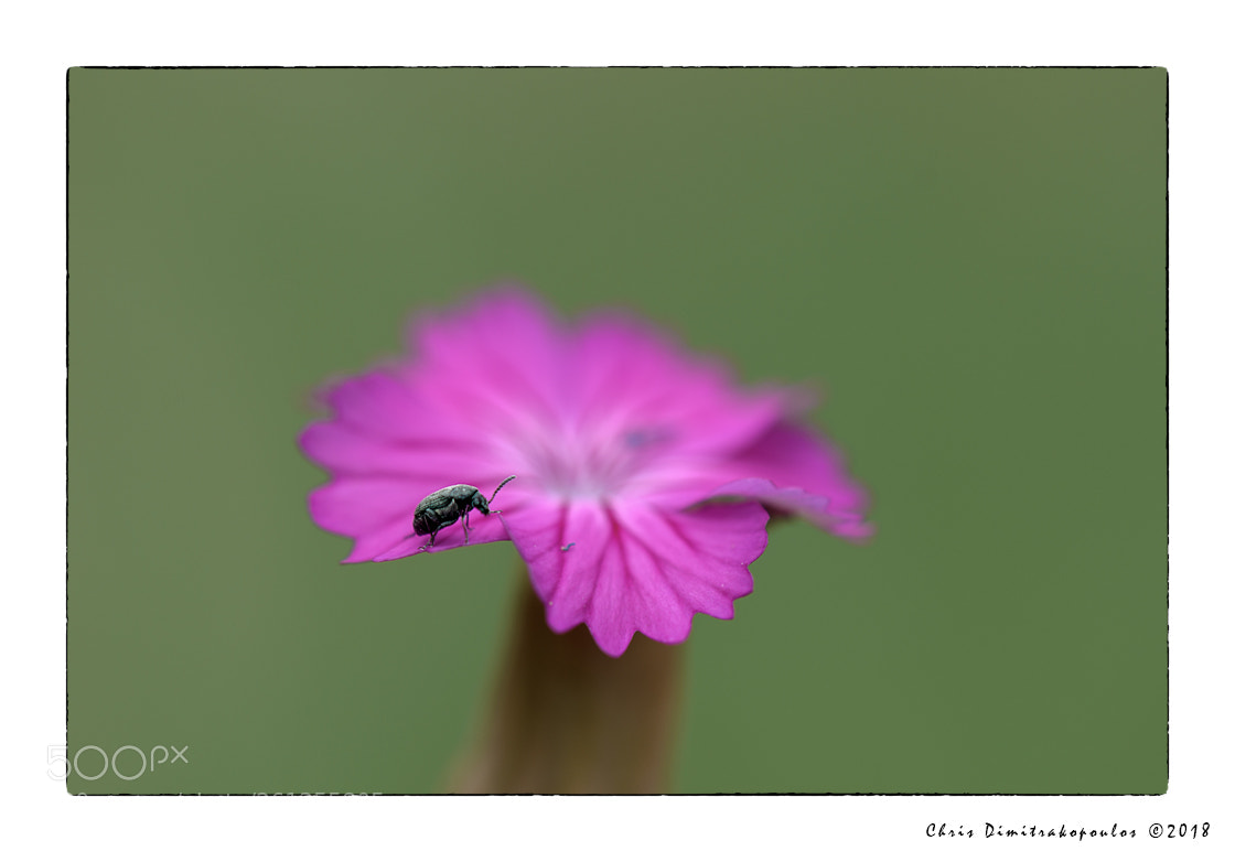 Nikon D7000 sample photo. A little wanderer photography
