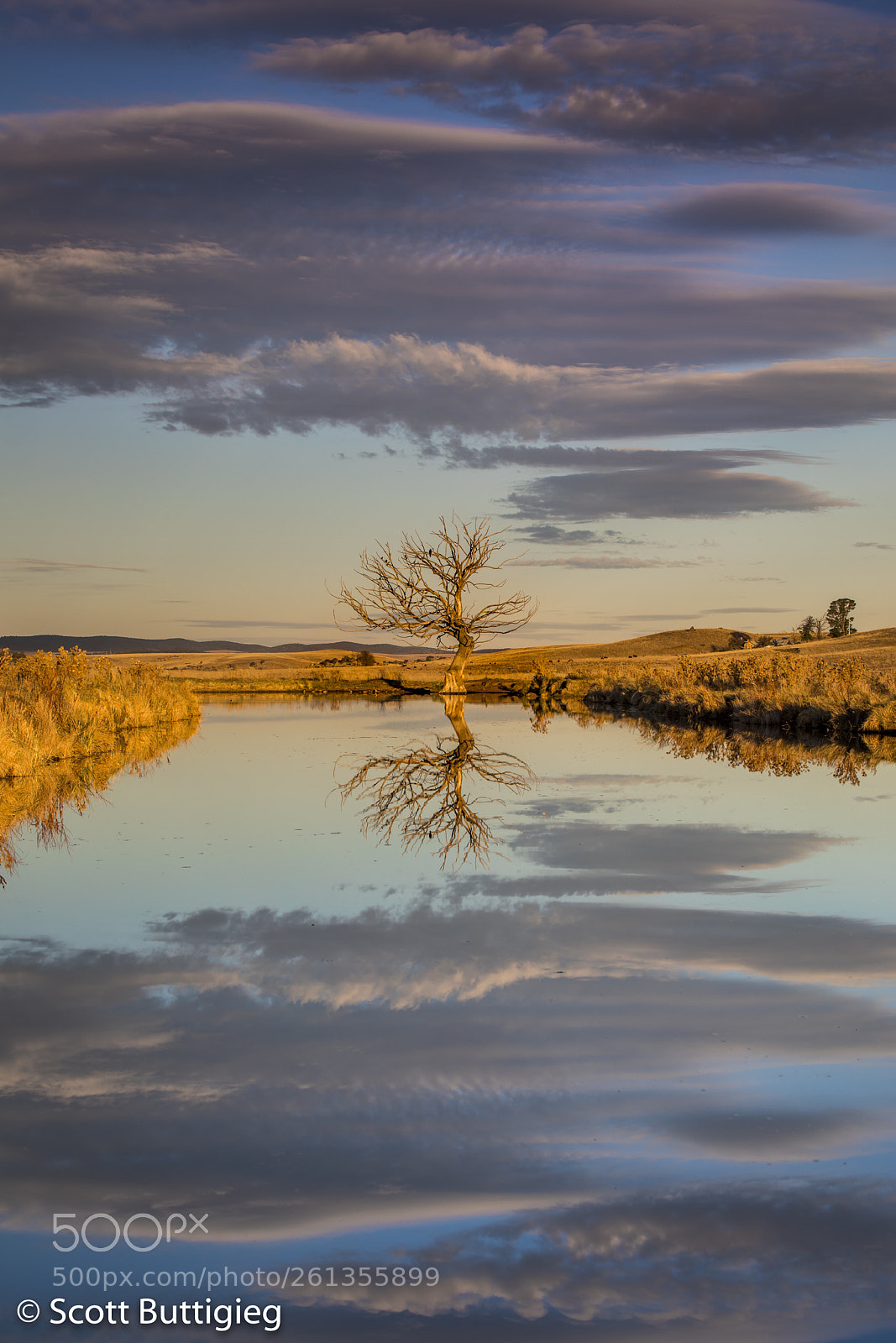Canon EOS 5D Mark IV sample photo. Golden tree photography