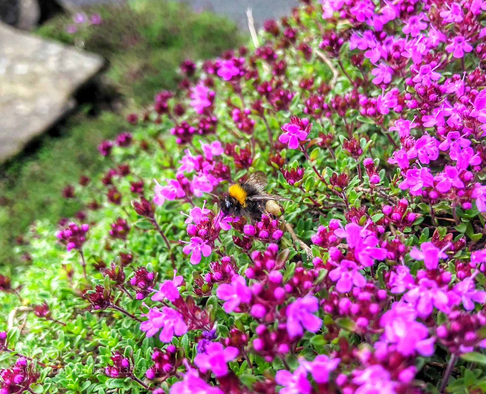 Apple iPhone 8 Plus sample photo. Bubble bee photography