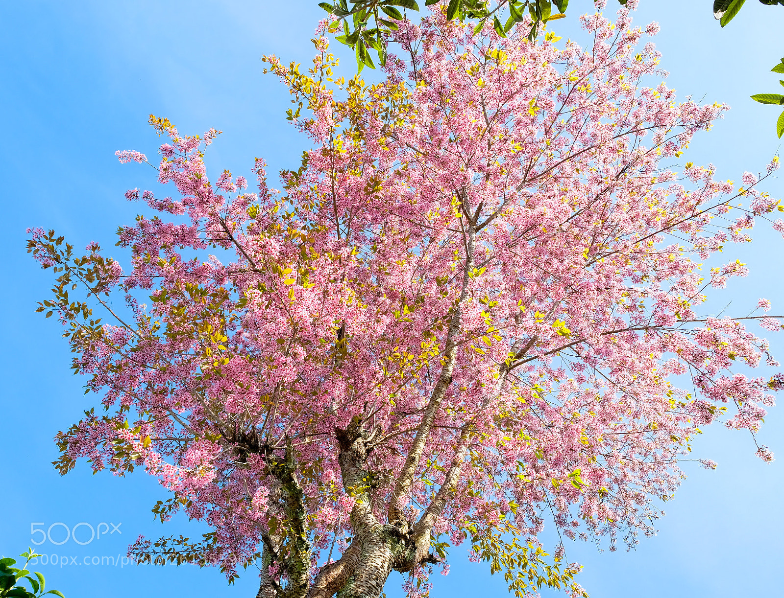 Fujifilm X-T2 sample photo. Spring flower photography