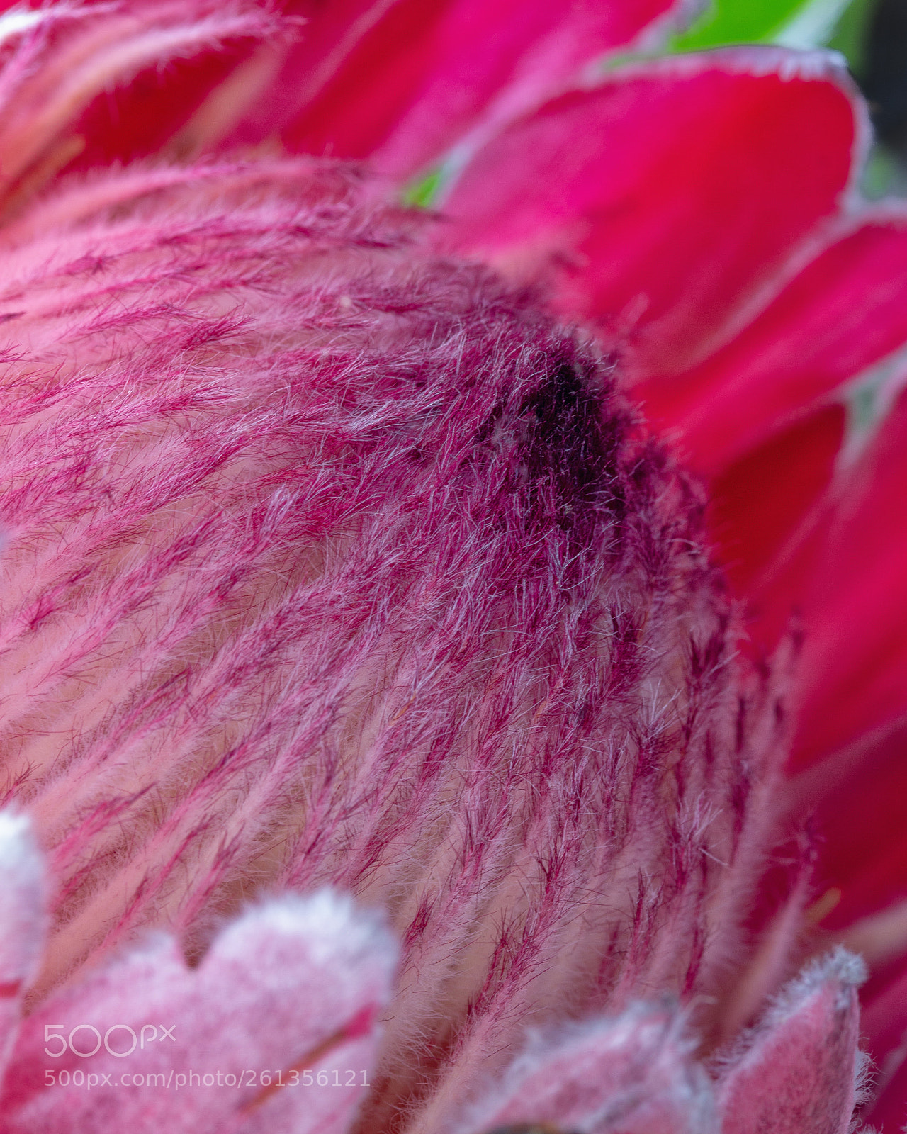 Canon EOS 7D sample photo. Protea photography