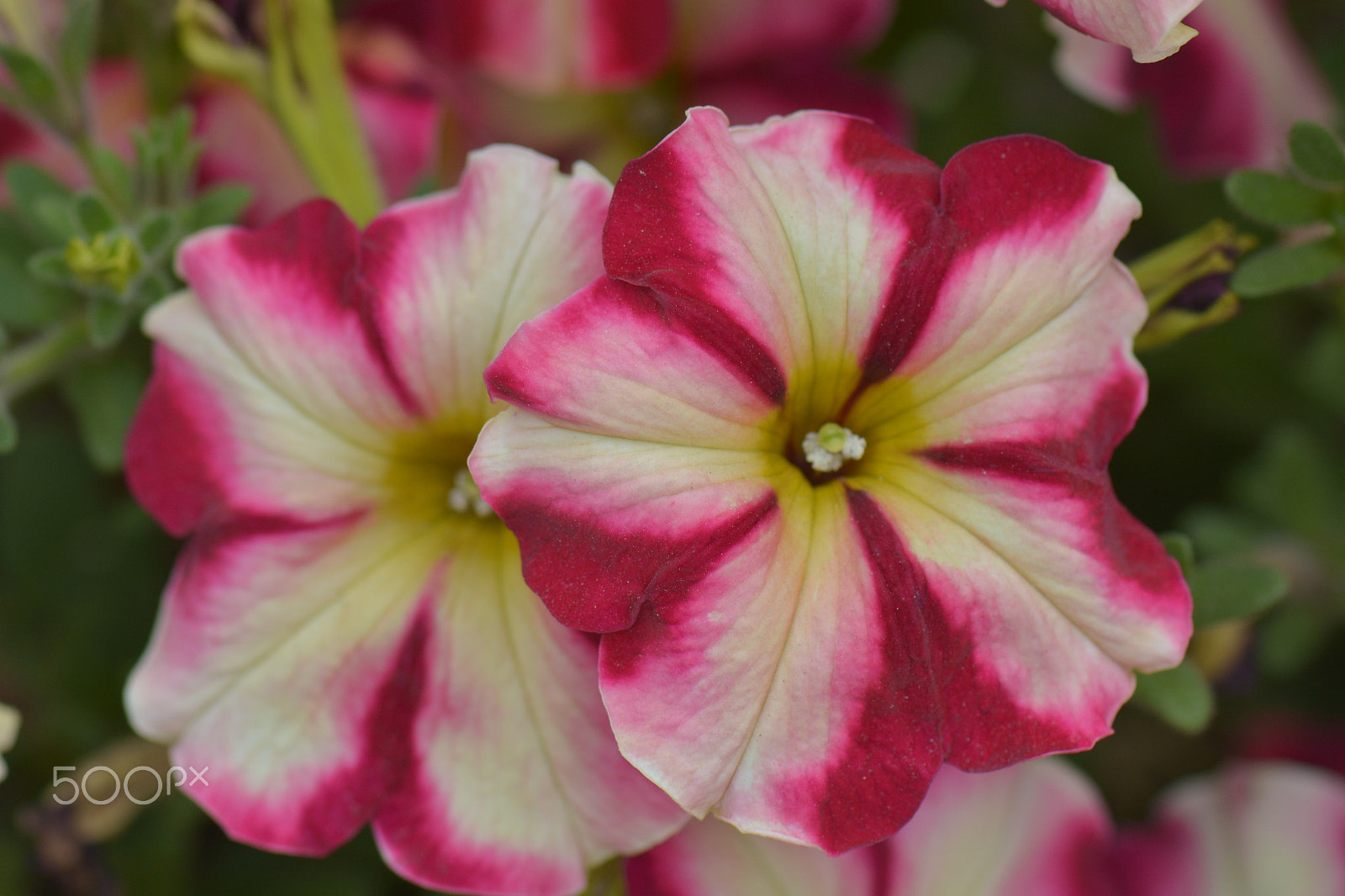 Nikon D7100 + Nikon AF-S Micro-Nikkor 105mm F2.8G IF-ED VR sample photo. Two red flowers in bloom. photography