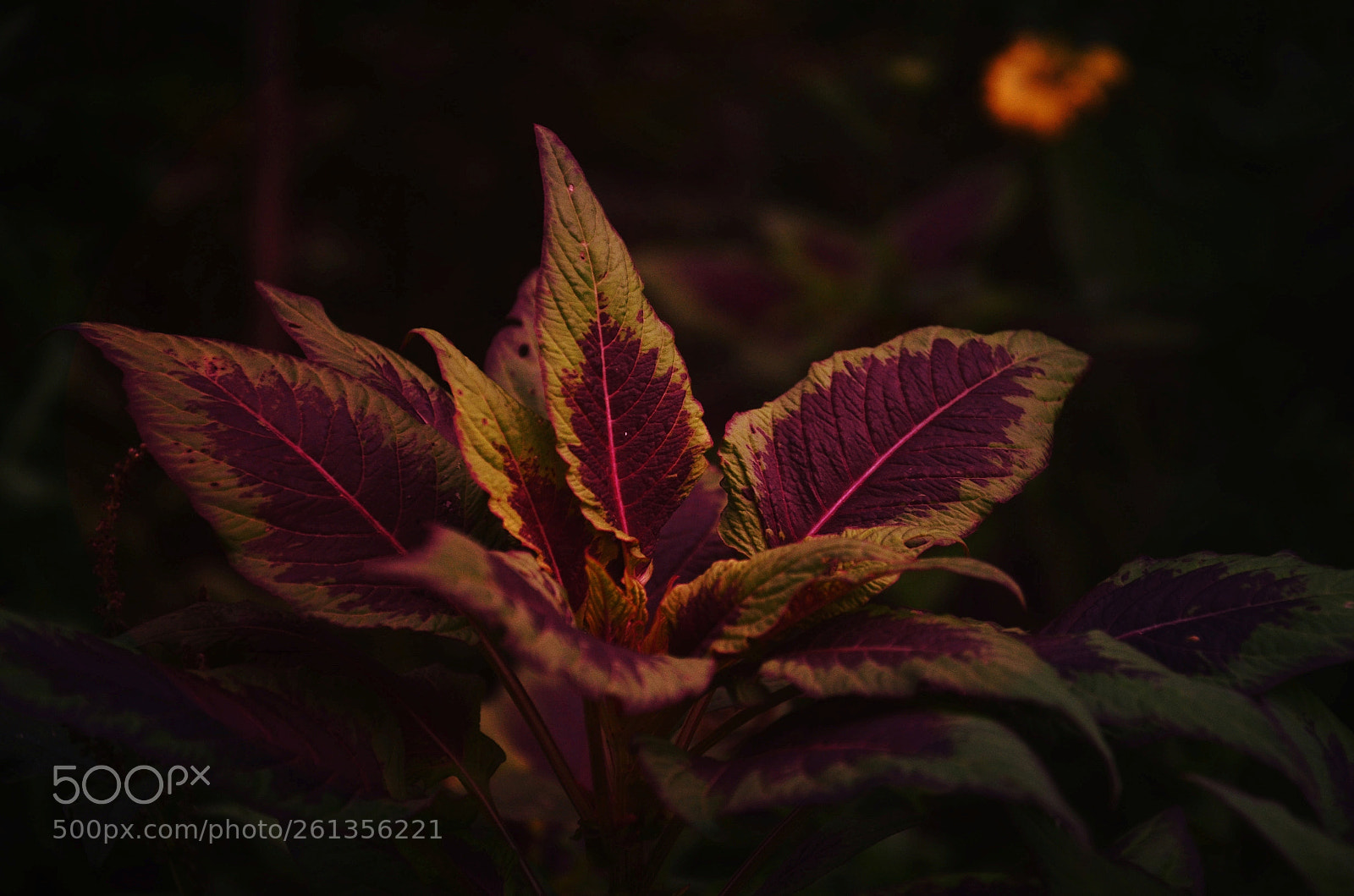 Nikon D7000 sample photo. Untitled photography