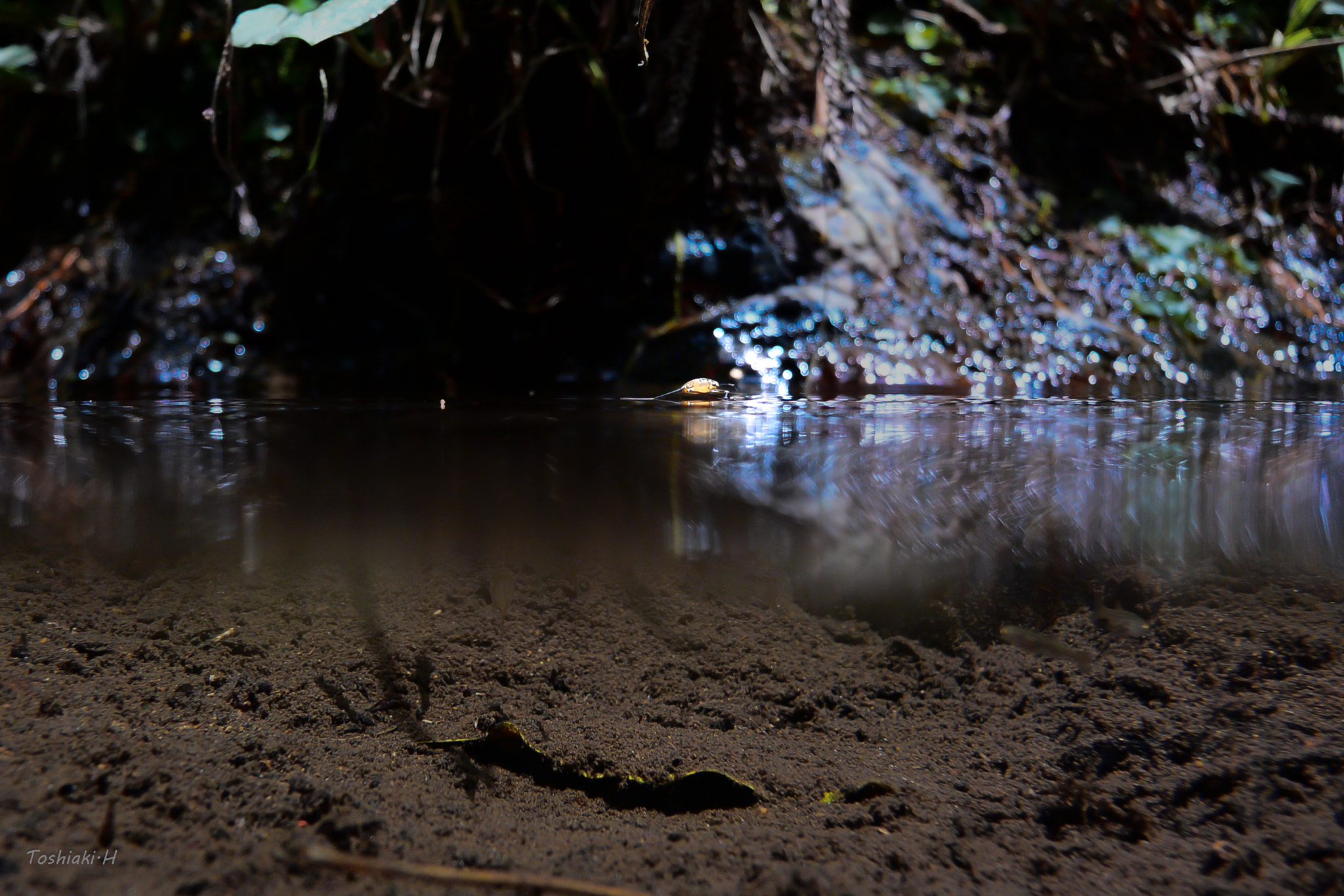 Nikon 1 AW1 sample photo. Larva of a water striders photography