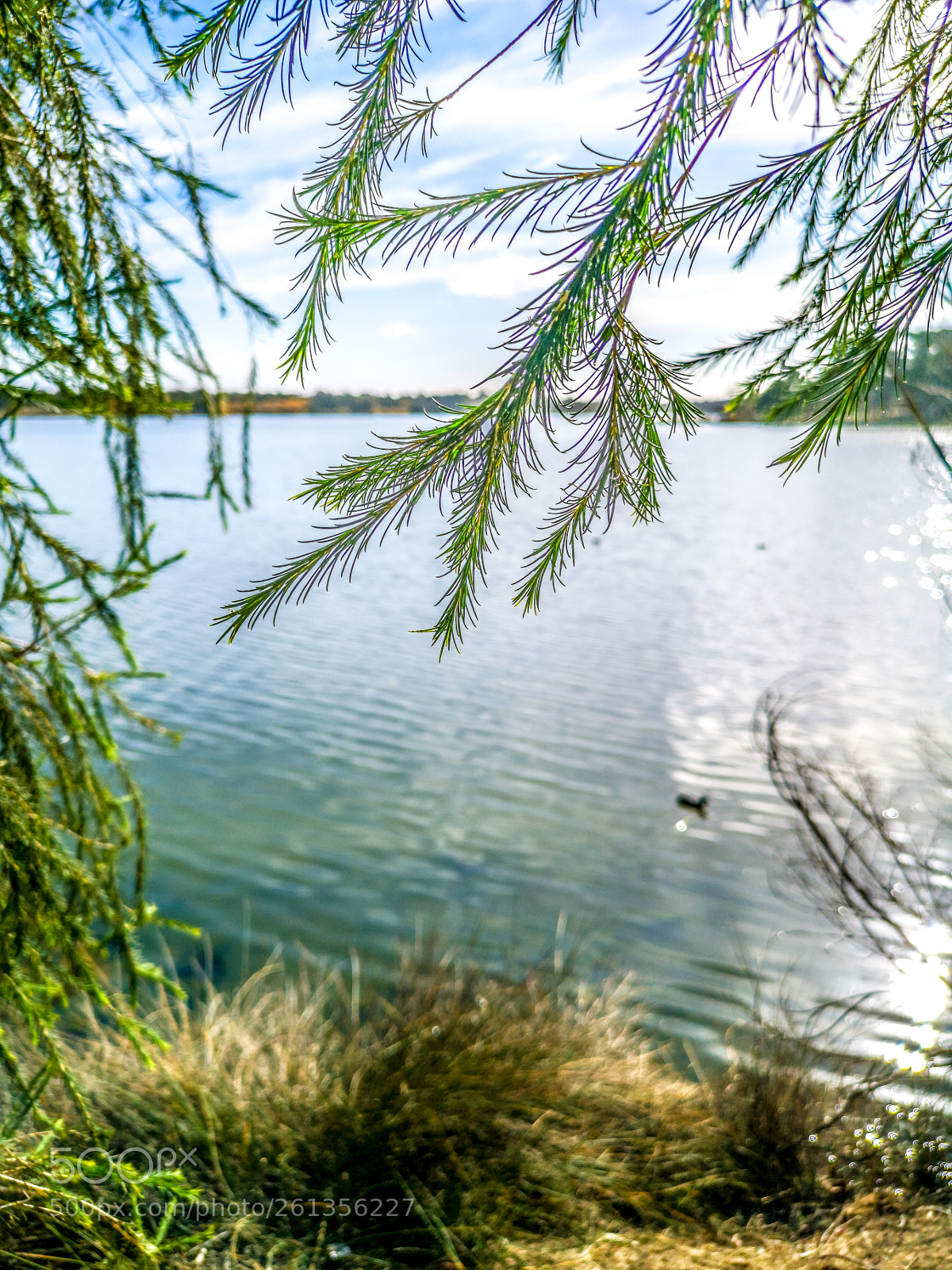 HUAWEI CLT-L29 sample photo. At the park photography