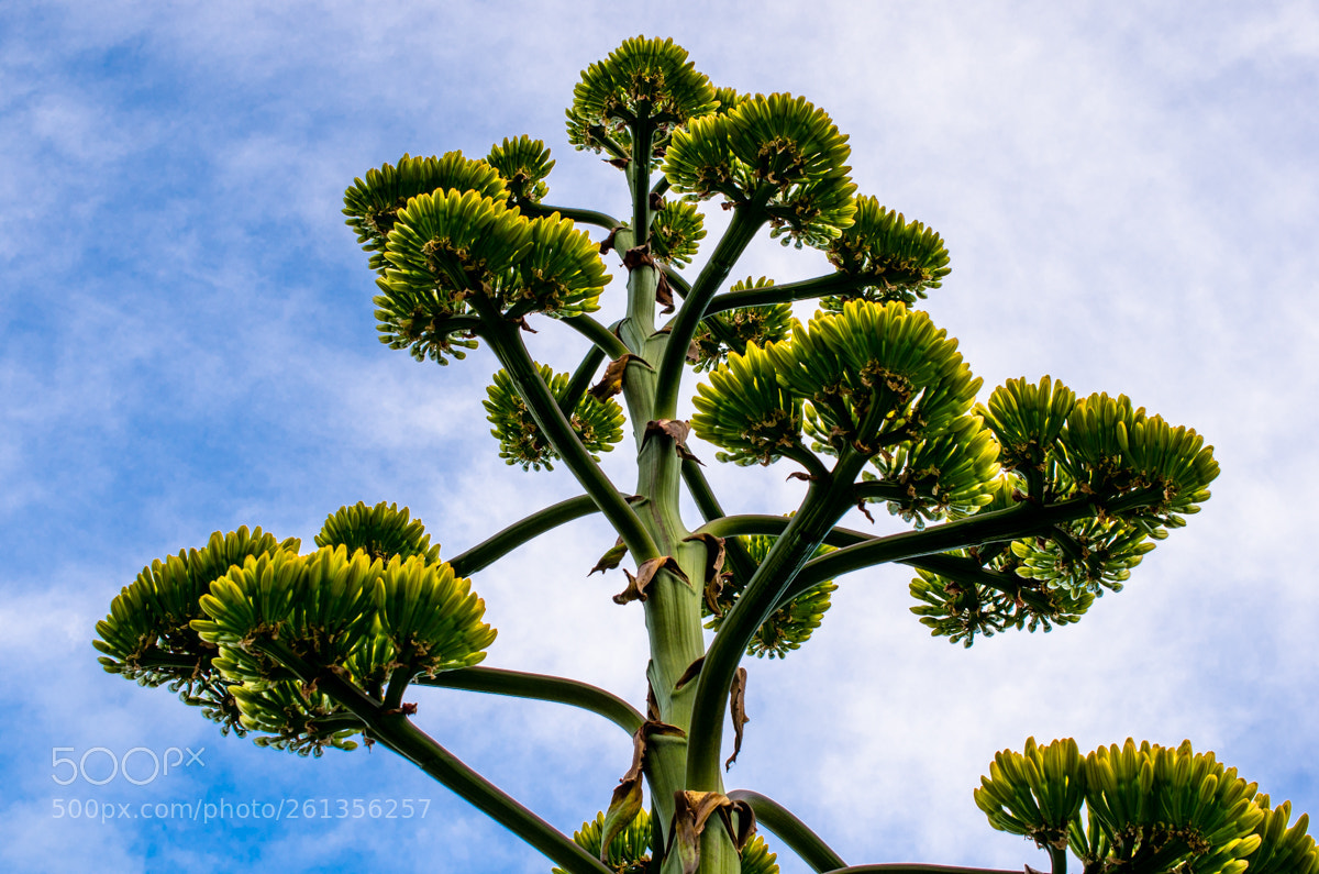 Nikon D7000 sample photo. Agave americana, the biggest. photography