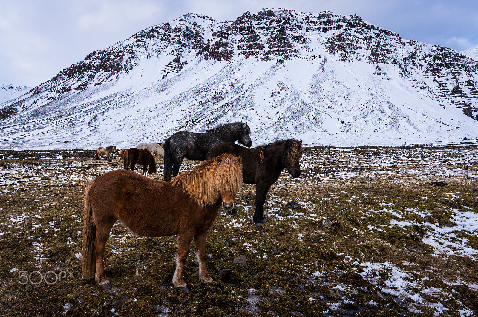 Sony Alpha NEX-6 sample photo. Icelandic horses photography