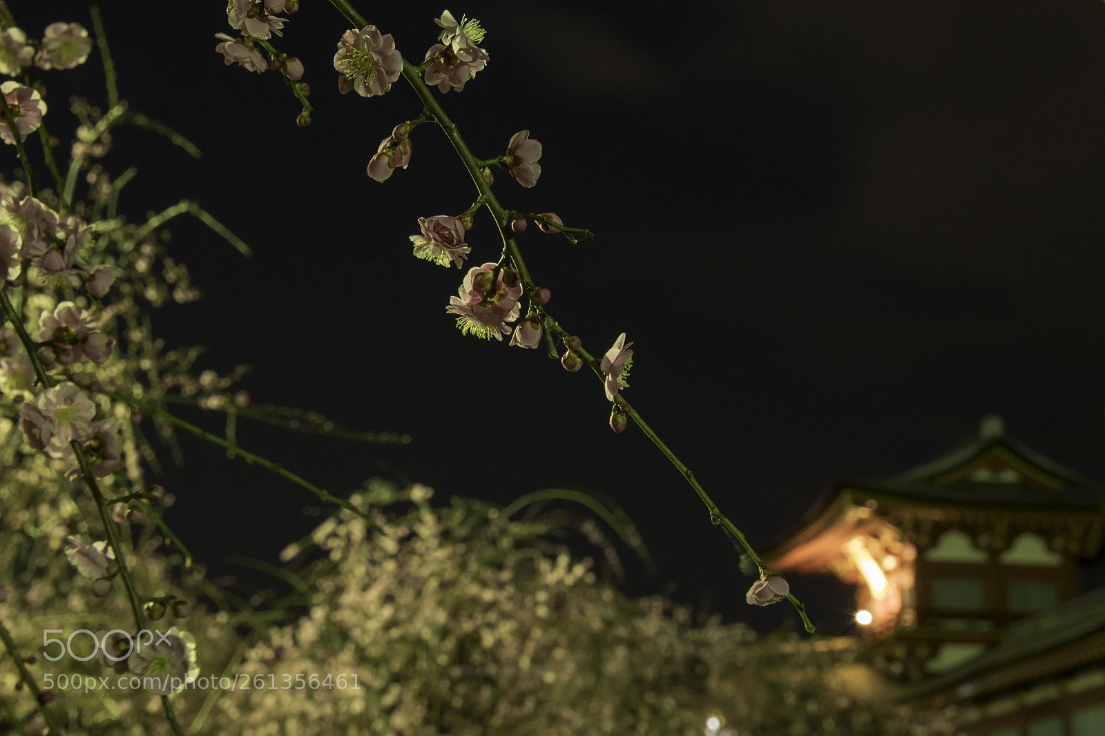 Nikon D850 sample photo. Plum photography