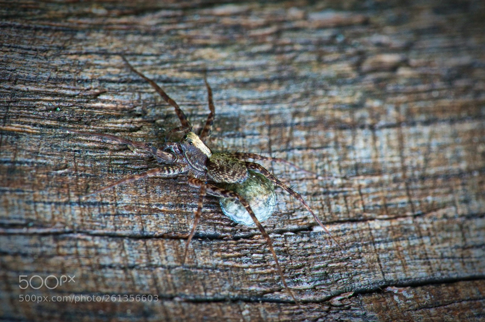 Sony a7R III sample photo. I see you! photography