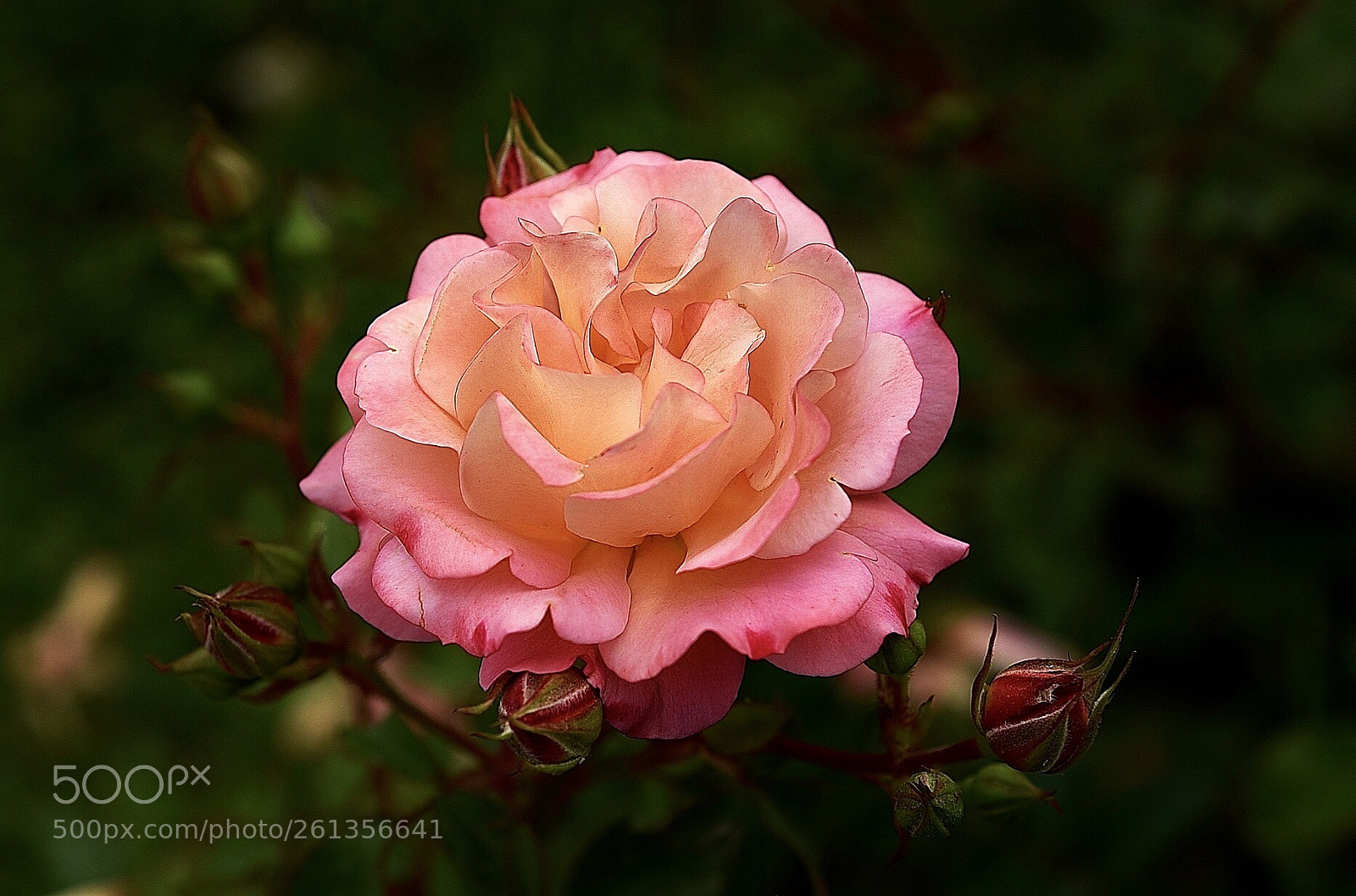 Nikon D750 sample photo. Pink rose photography