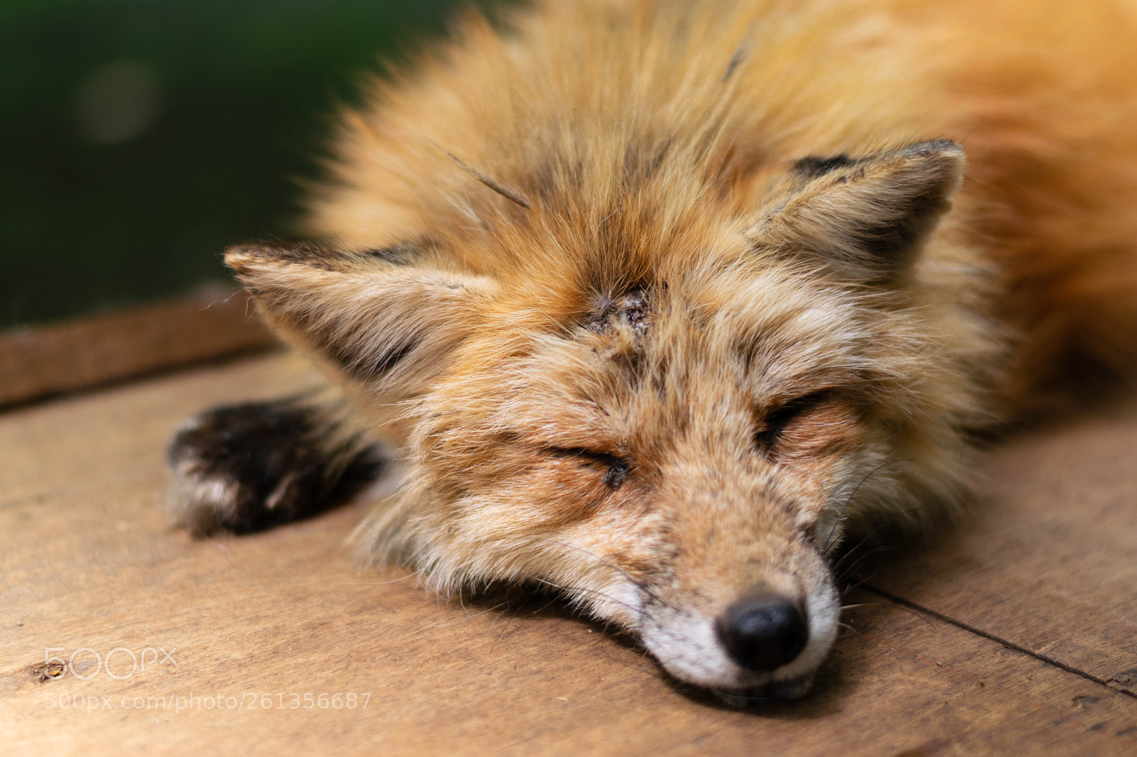Nikon D5300 sample photo. Sleeping foxes 2 photography