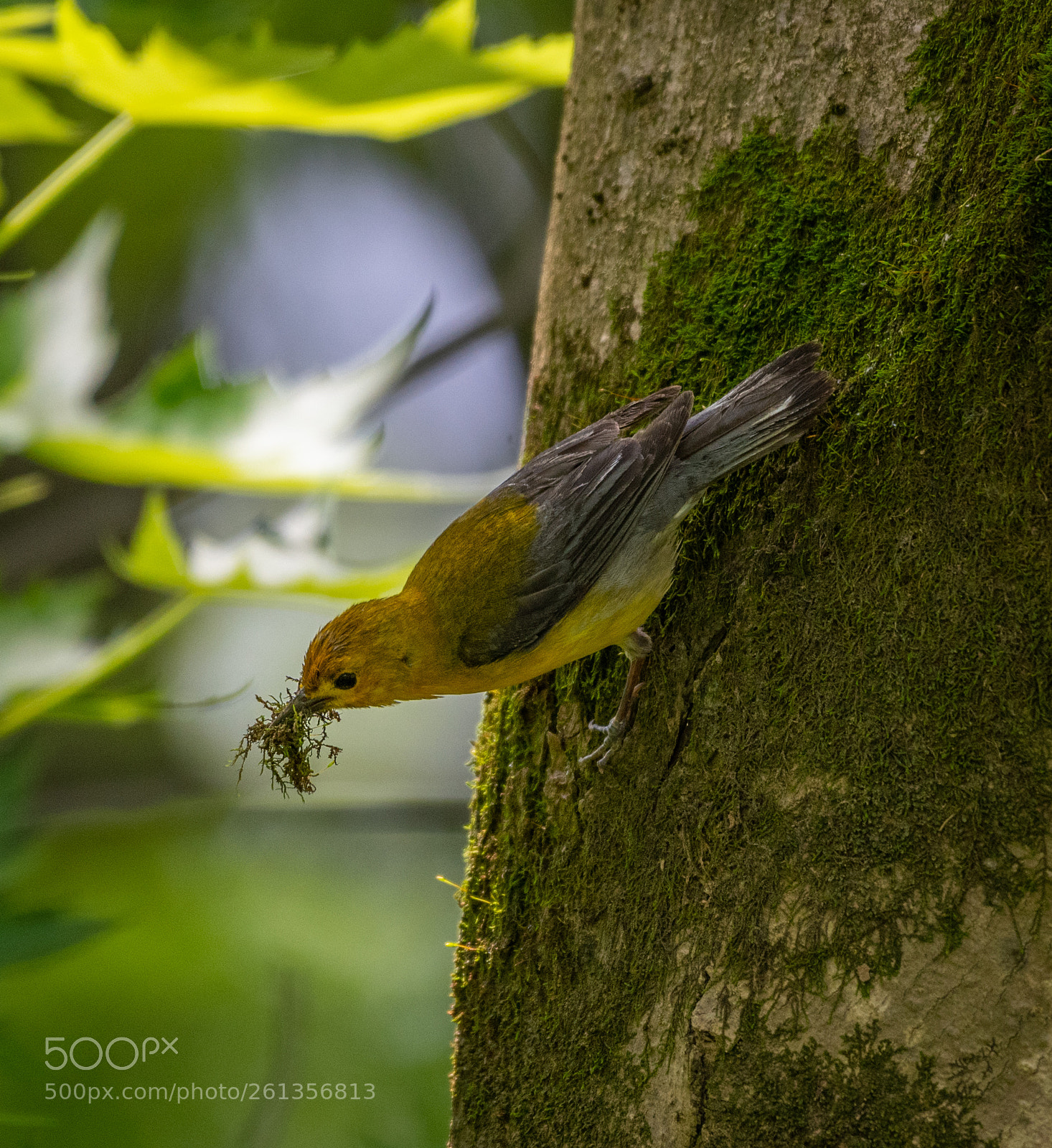 Nikon D850 sample photo. Nest building photography
