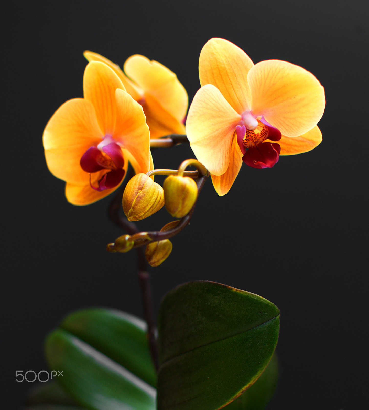 Nikon D3000 + Nikon AF-S DX Nikkor 35mm F1.8G sample photo. Yellow phaeleonopsis orchids photography