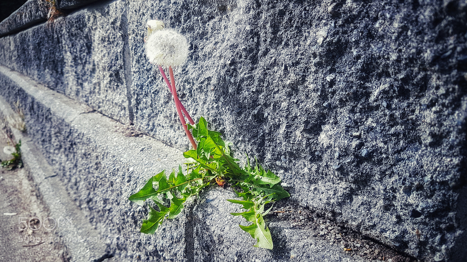 Samsung Galaxy S7 Edge sample photo. Wish to live photography