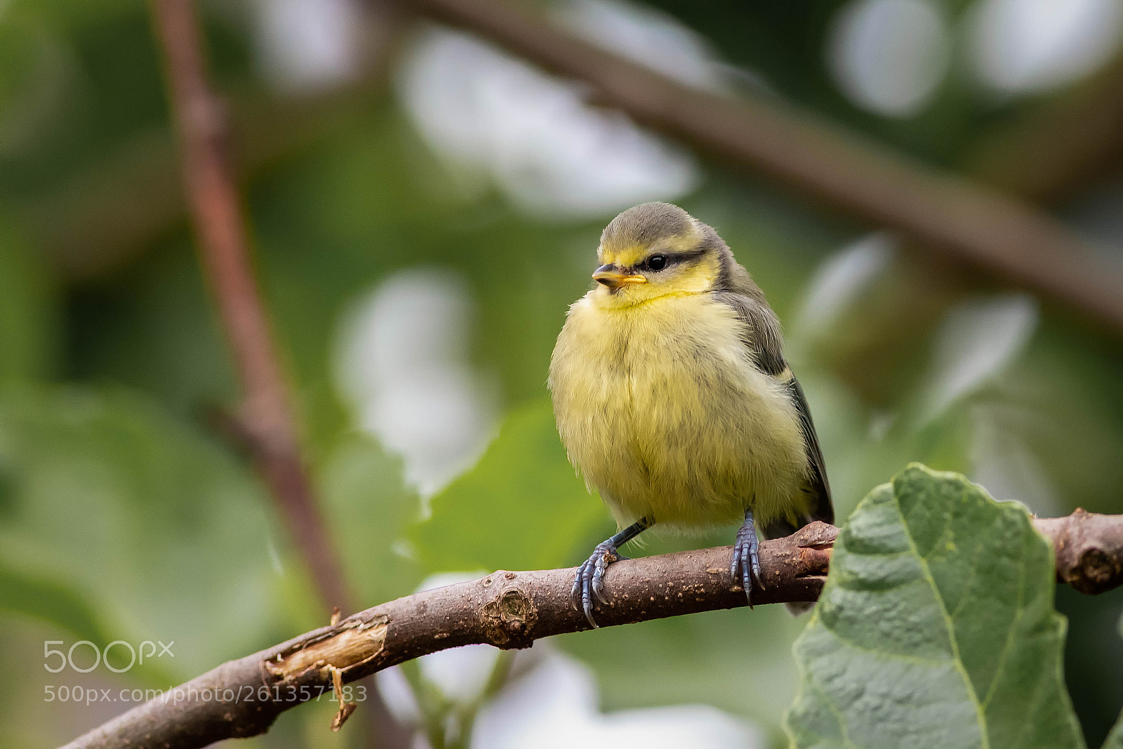 Canon EOS 5D Mark IV sample photo. Fledgling blue tit.jpg photography