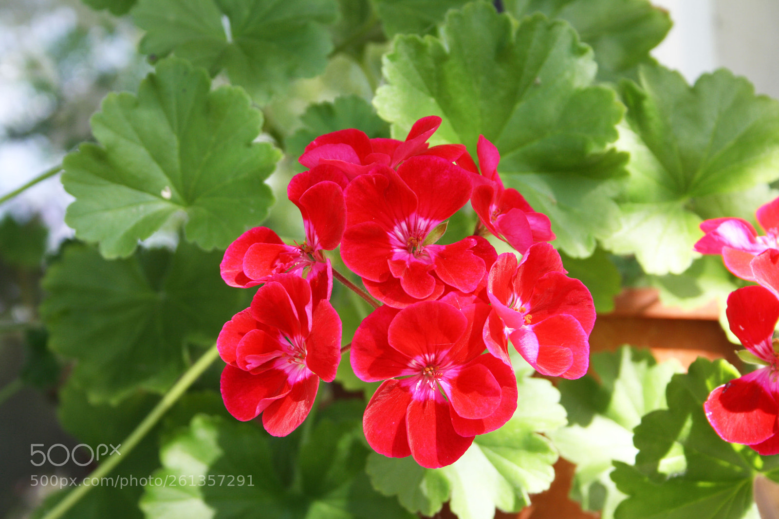 Canon EOS 1000D (EOS Digital Rebel XS / EOS Kiss F) sample photo. Img photography